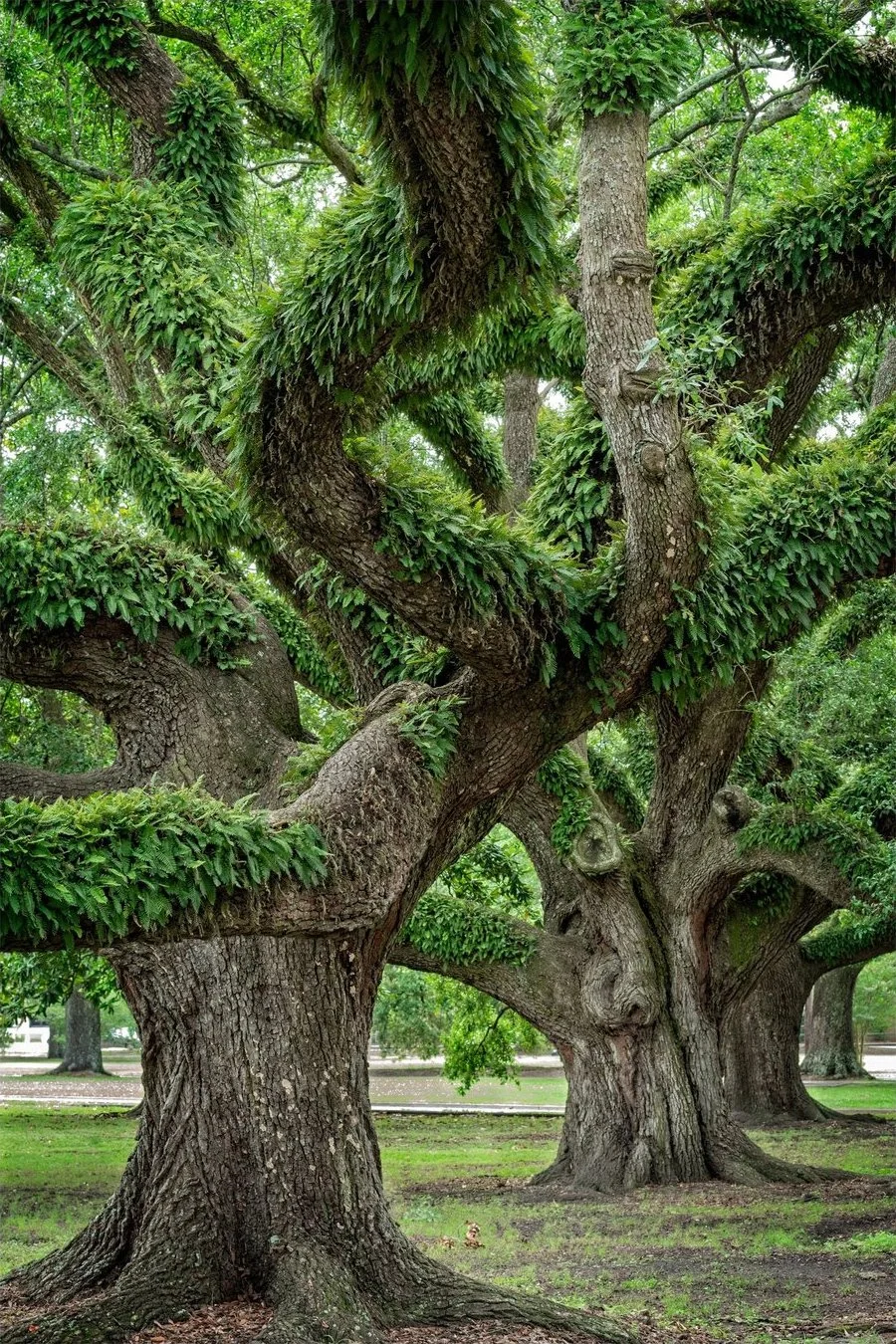 Green foliage surrounding twisting tree trunks in Santuary by Jessica Margo.