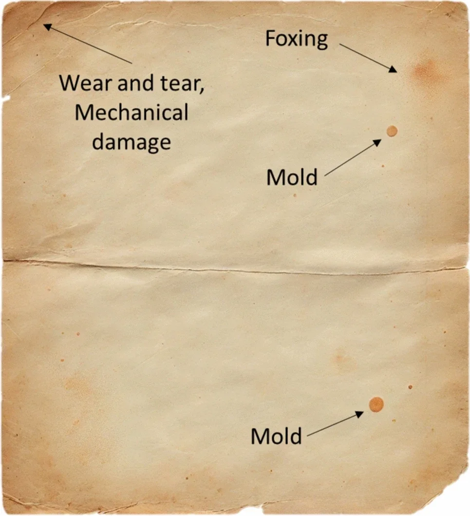 Paper Foxing, mold growth