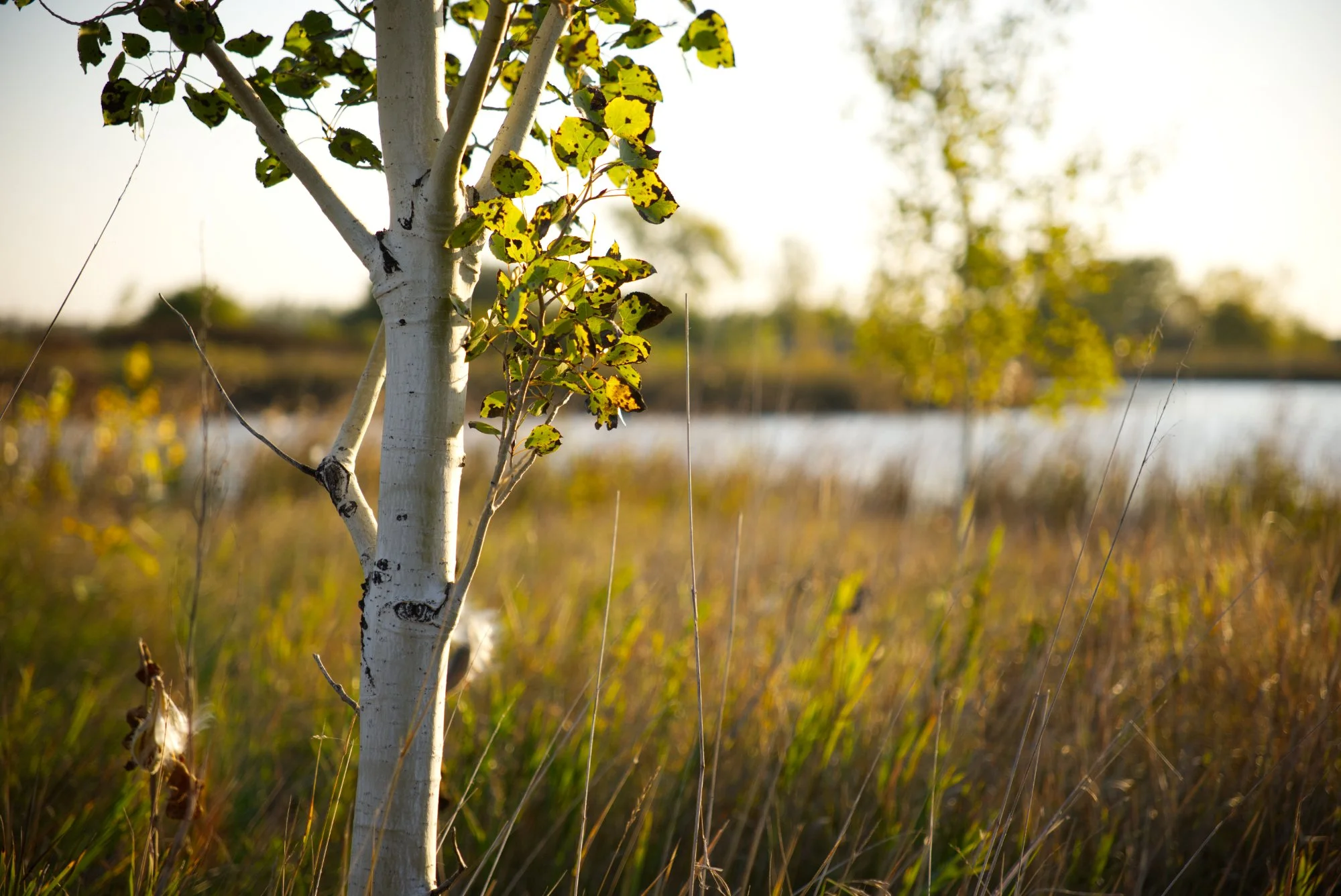 Close-up of a young tree with white bark and green leaves, in a natural setting with tall grass and water in the background, lit by sunlight.