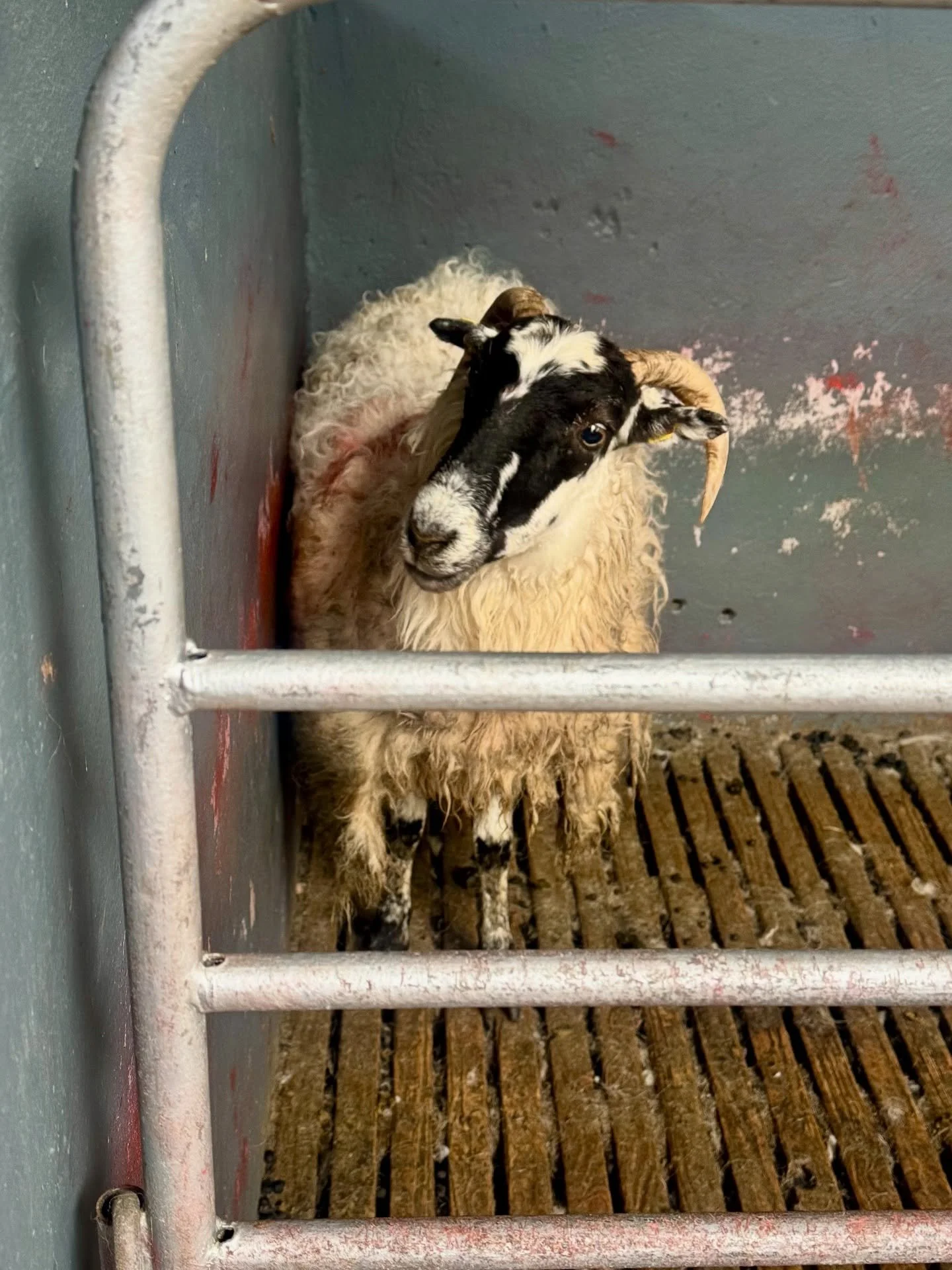 Baa baa black sheep , have you any wool ?  One of many highlights of #Ireland 🇮🇪was @Kissane Farms , a working sheep farm where we learned about herding and sheering!