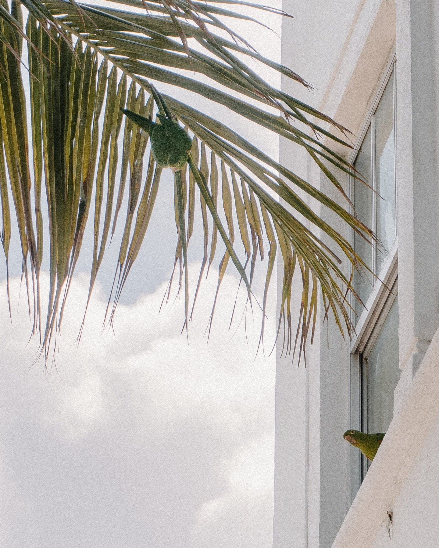 More scenes from Miami, I wish every photo I post was taken here. The light, the green, the art, all seems like it fits my brand too perfectly&hellip; 
Enjoy these sunny days taken in South Beach, Vizcaya Gardens and Wynwood, three of my favorite spo