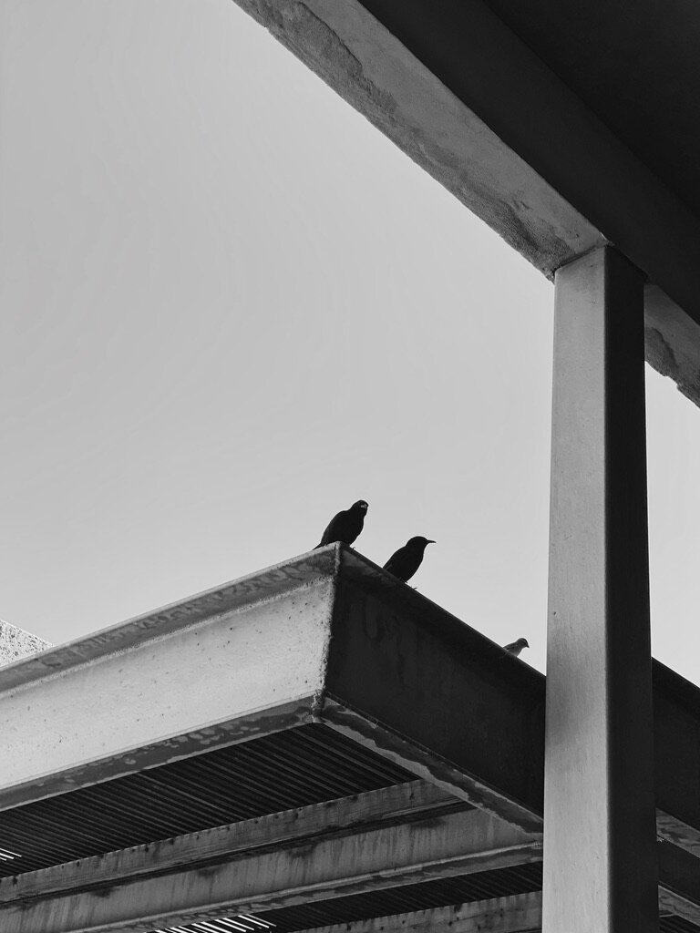 87D0A772-FDFD-434C-8F3C-012D96593C52_1_105_c.jpeg