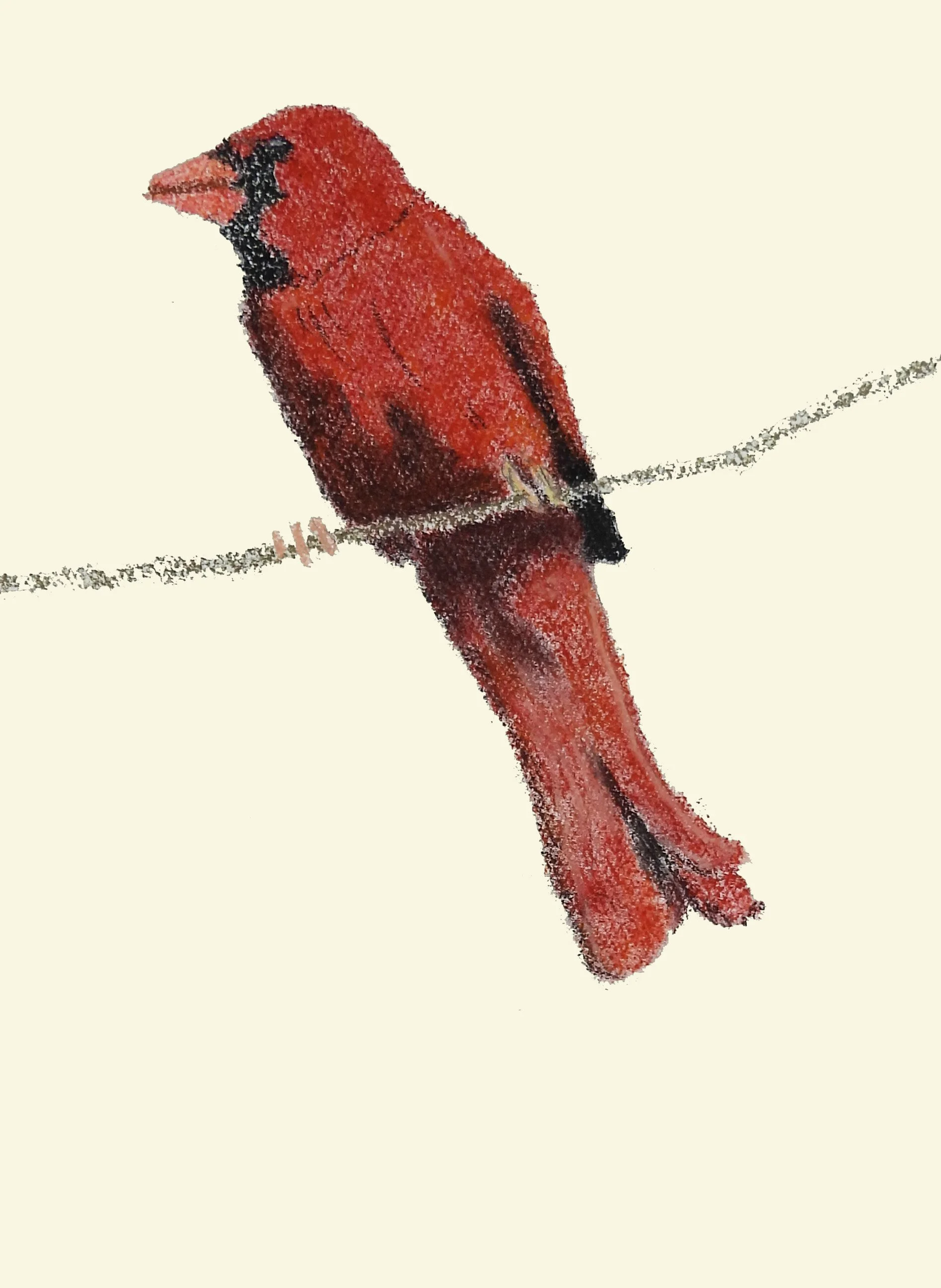 Solo Northern Cardinal 2 | charcoal & pastel on paper | 18"x14" framed