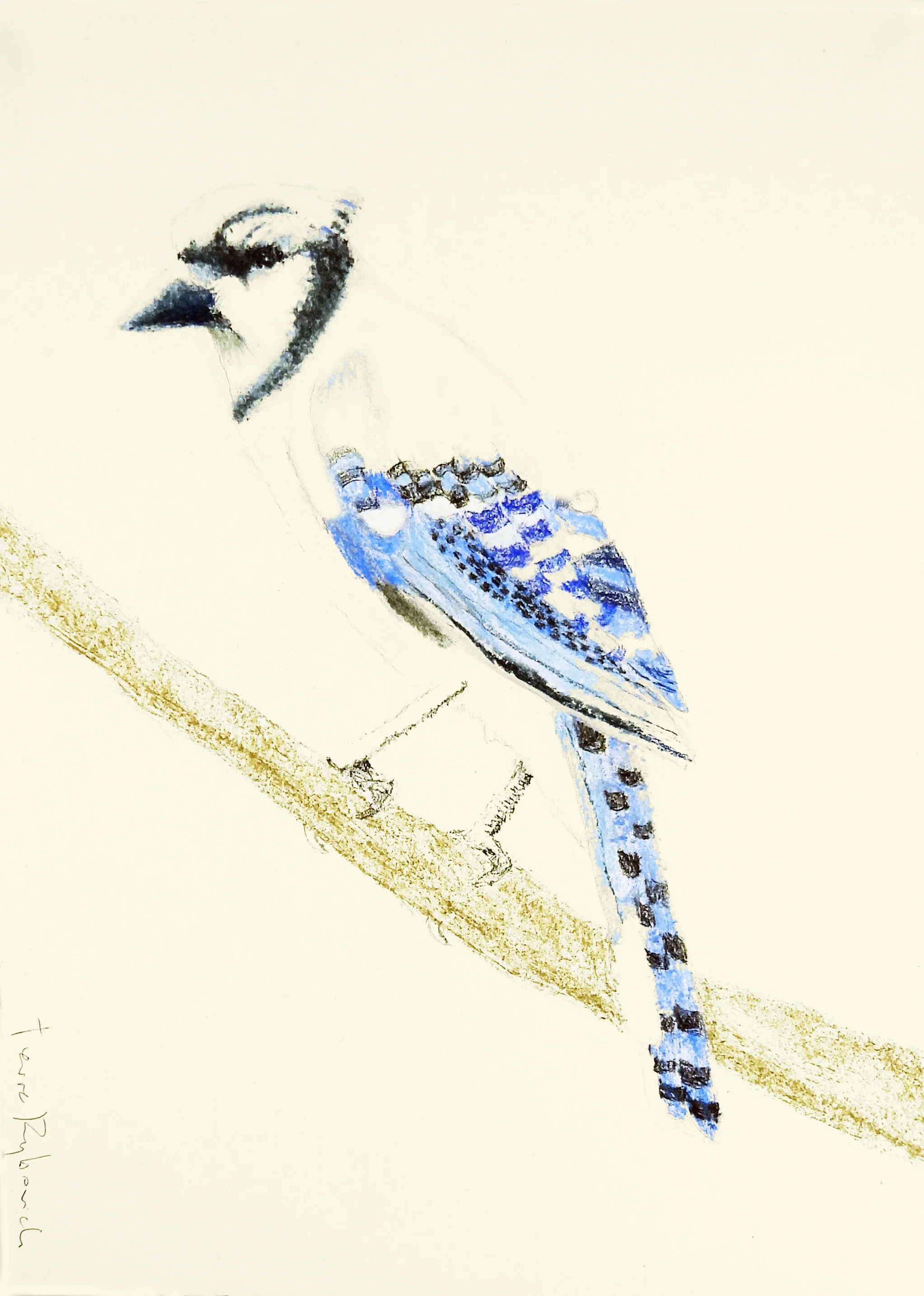 Solo Blue Jay | charcoal & pastel on paper | 18"x14" framed