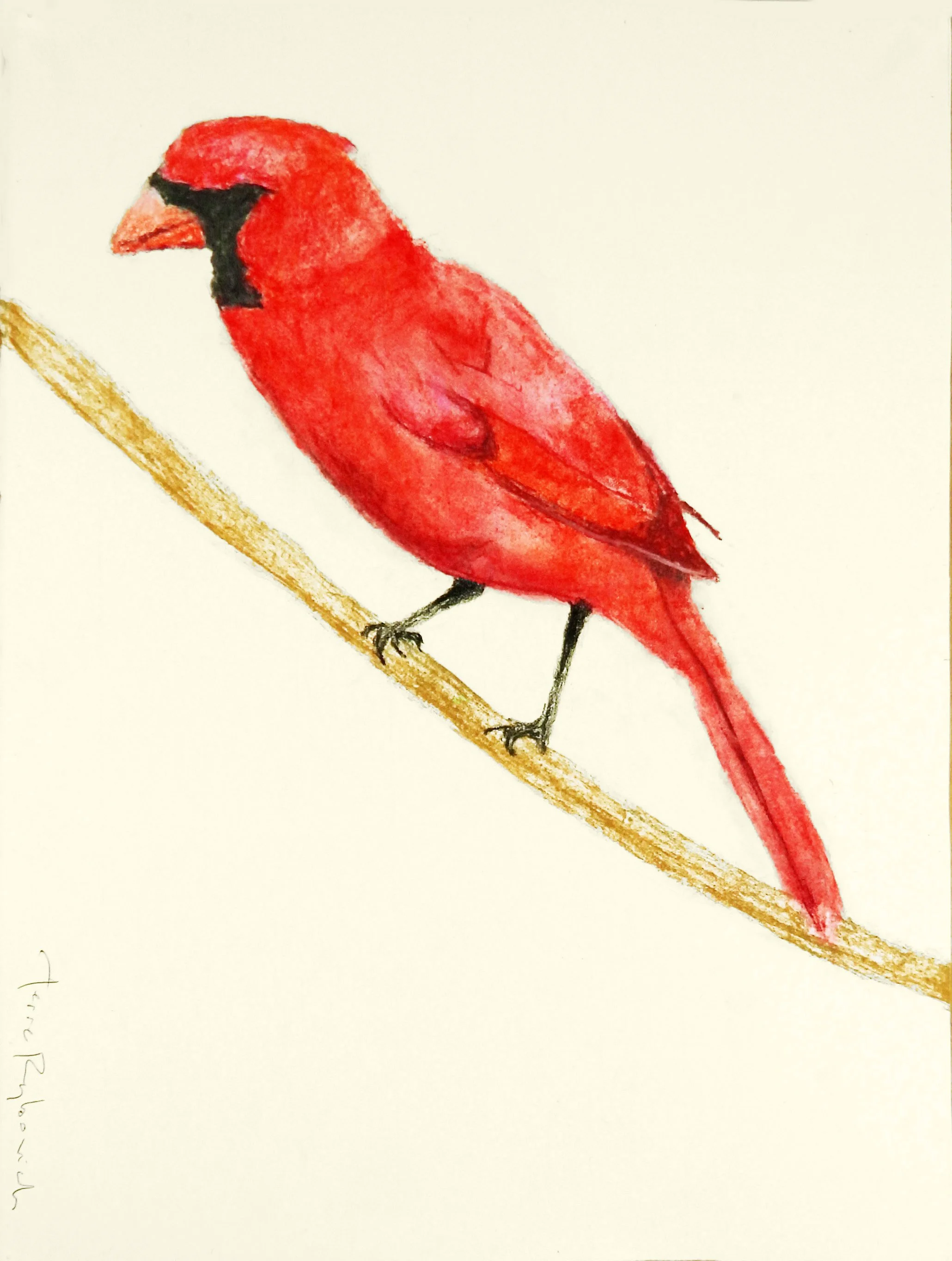 Solo Northern Cardinal 1 | charcoal & pastel on paper | 18"x14" framed