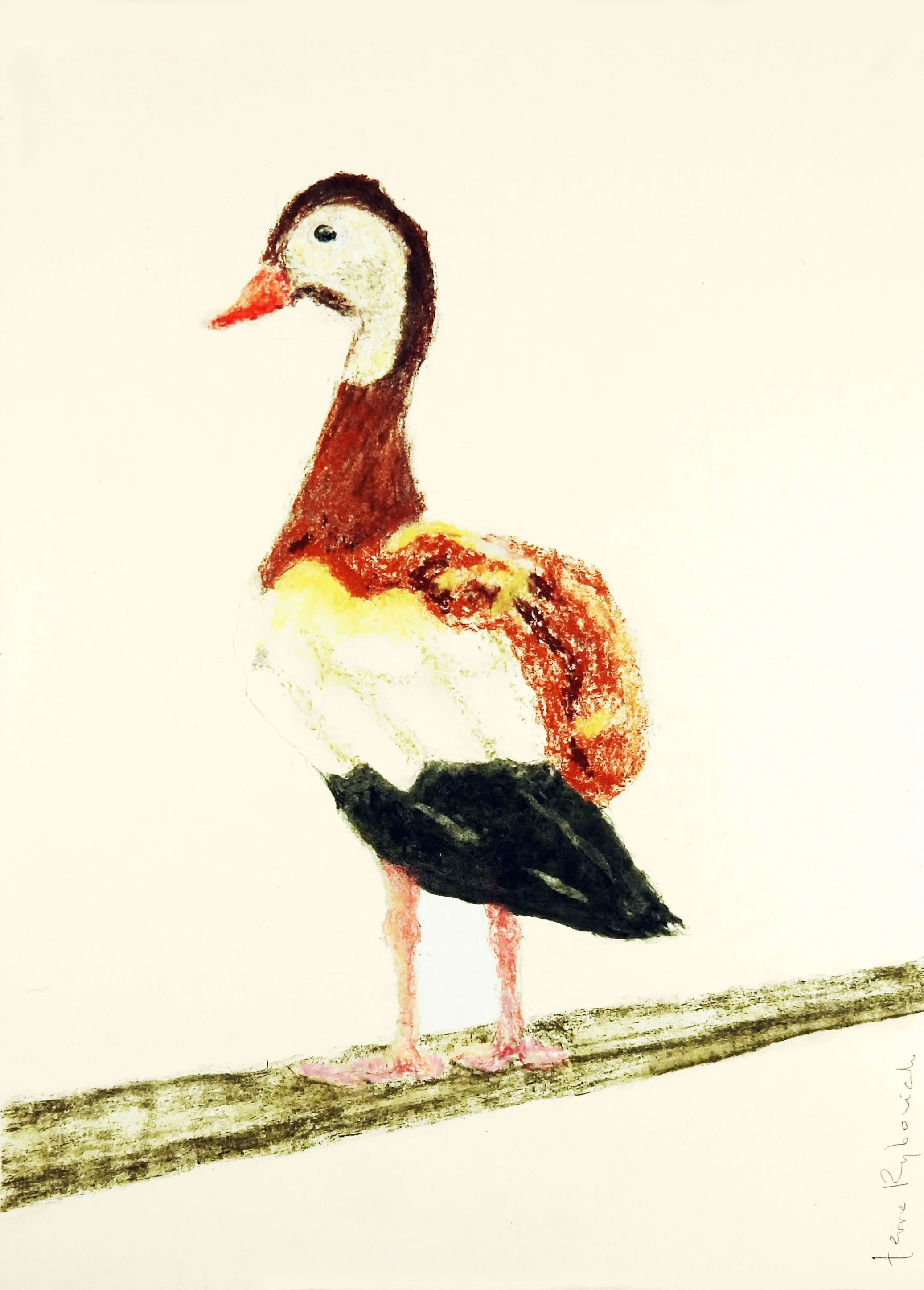 Solo Black-bellied Whistling Duck | charcoal & pastel on paper | 18"x14" framed
