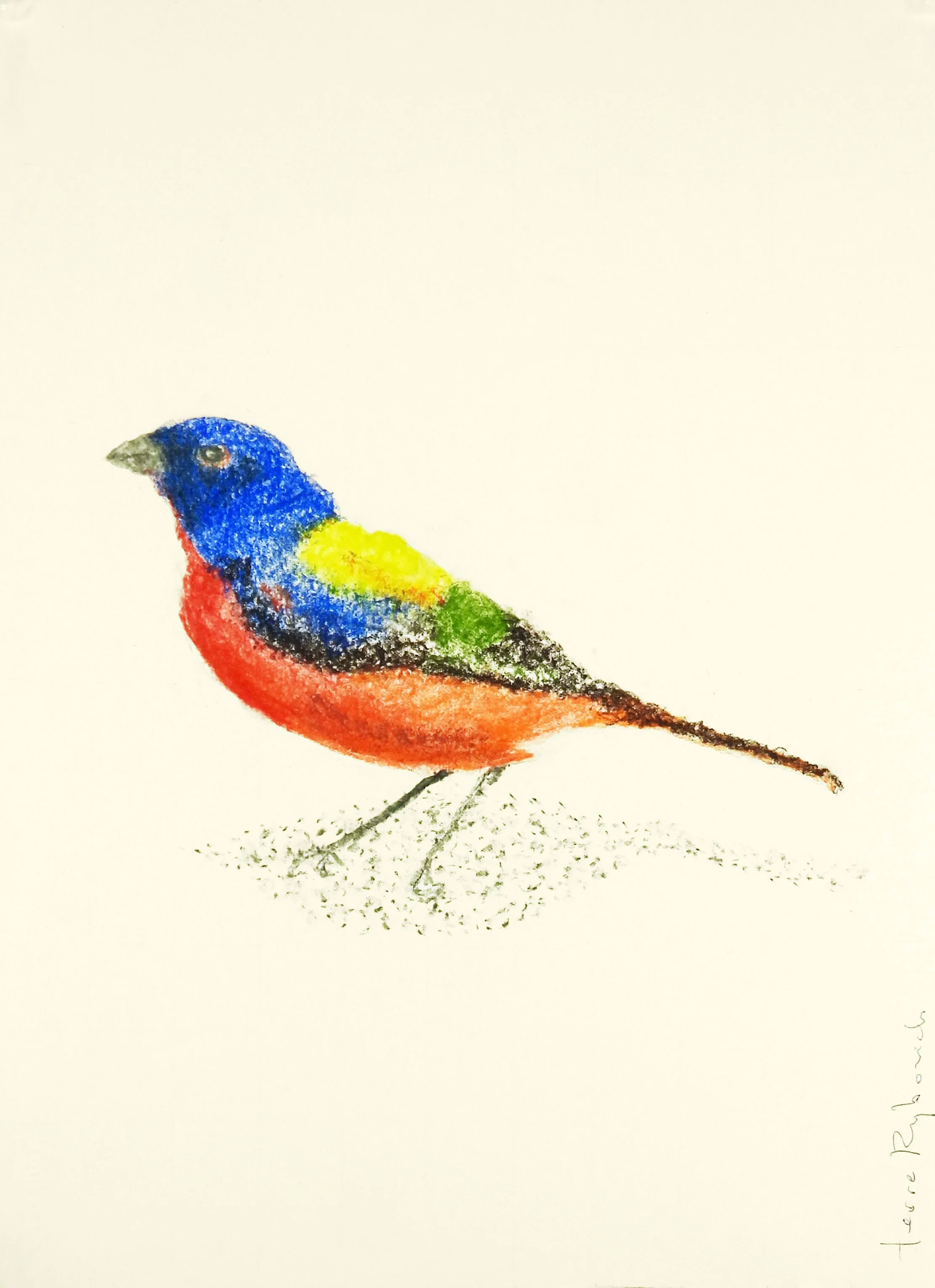 Solo Painted Bunting 1 | charcoal & pastel on paper | 18"x14" framed