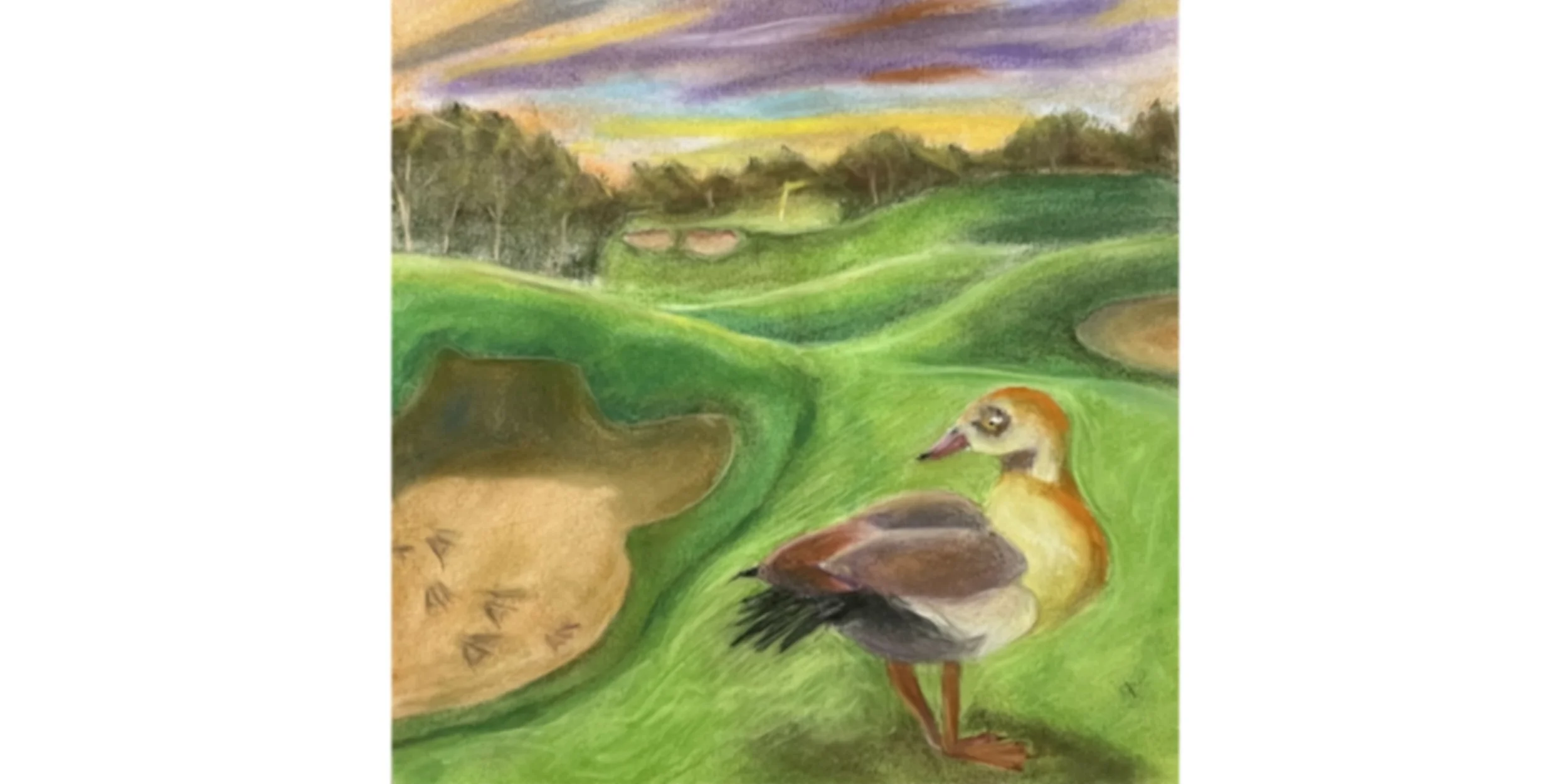 Egyptian goose
