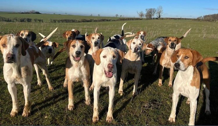 Our hounds are ready for this Sunday&rsquo;s meet at Home farm- are you?

Tickets are available NOW to purchase via our website