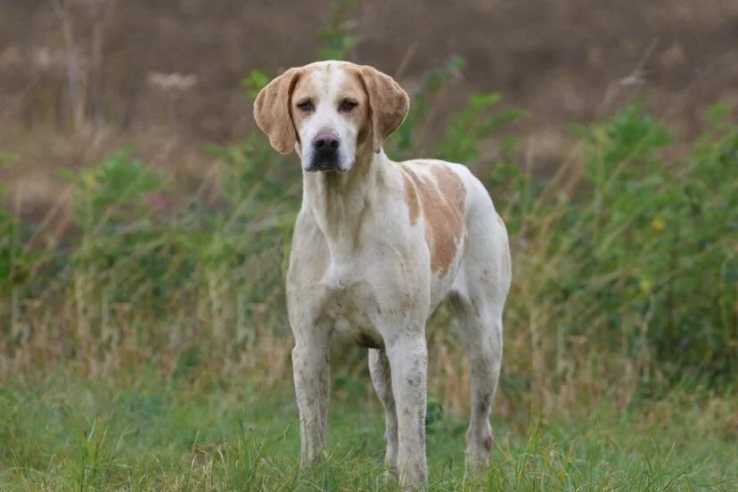 Bulwick Estate, Northamptonshire - Sunday 23 November 2025