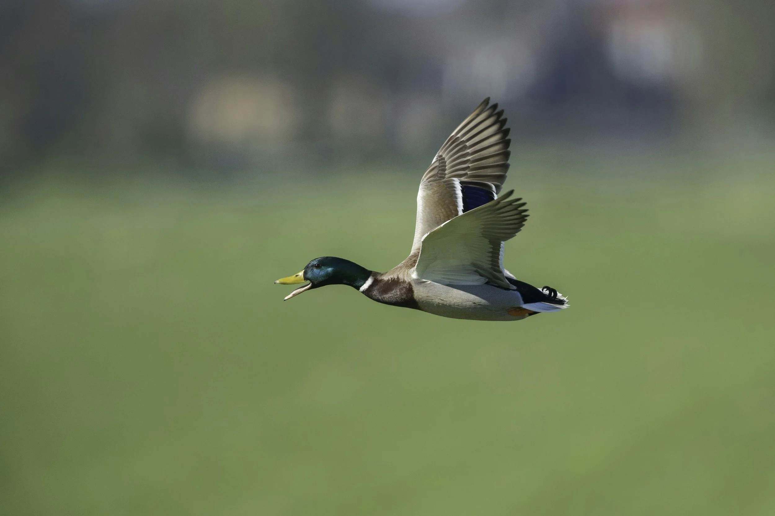 Sam Bush, “When Jesus Failed the Duck Test”