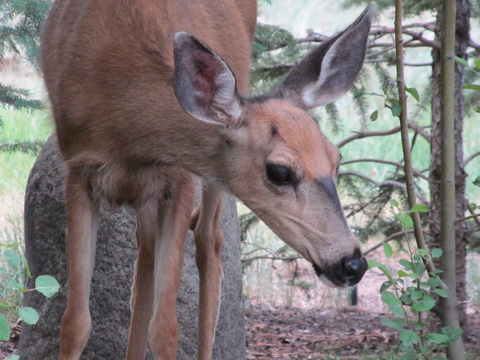 Mule Deer.JPG