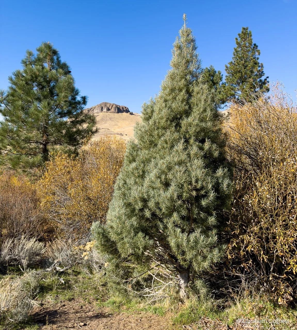 Westside - Pinyon Pine2.jpg