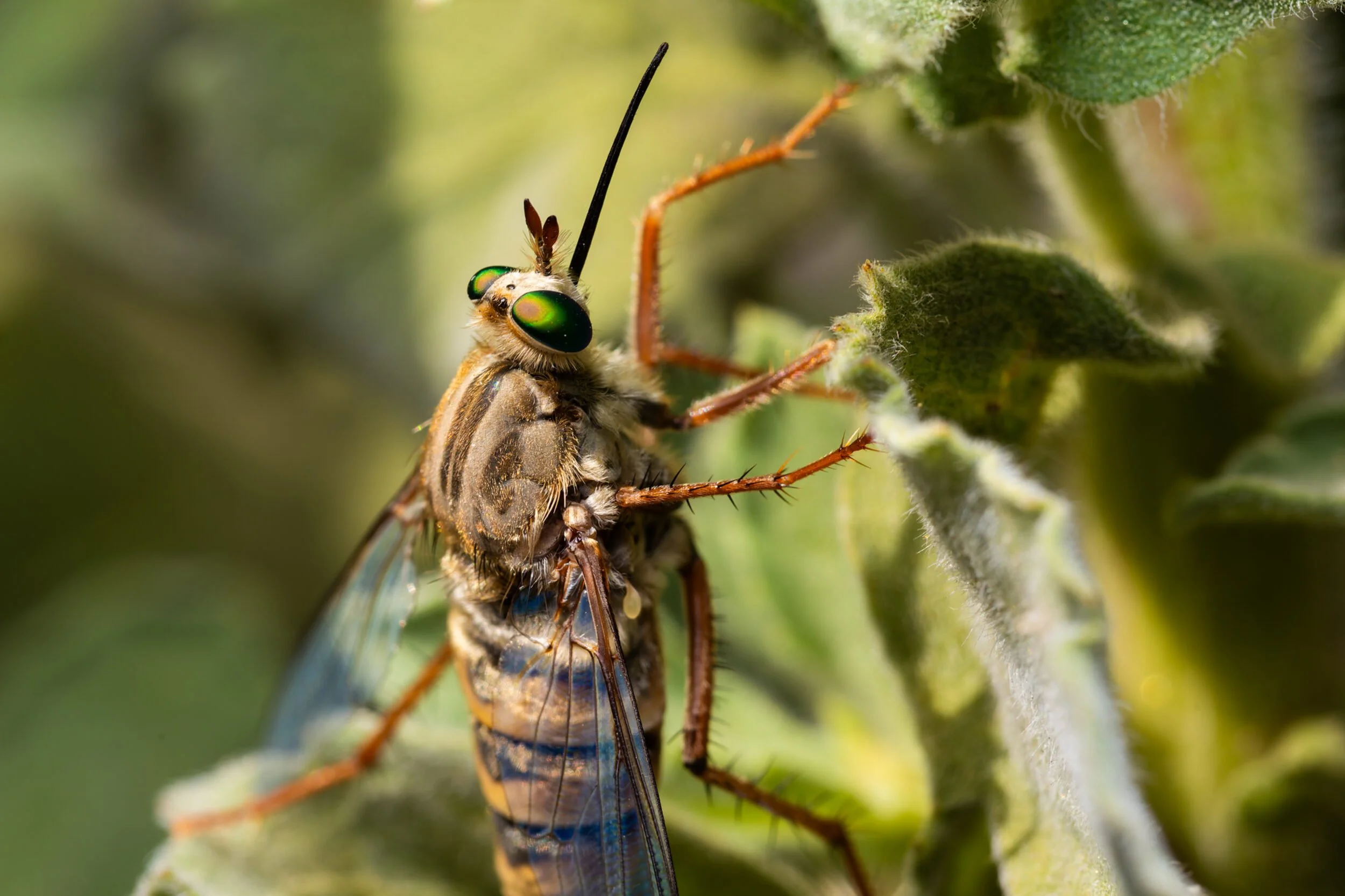 A female Delhi Sands flower-loving fly rests on a plant. July 2025