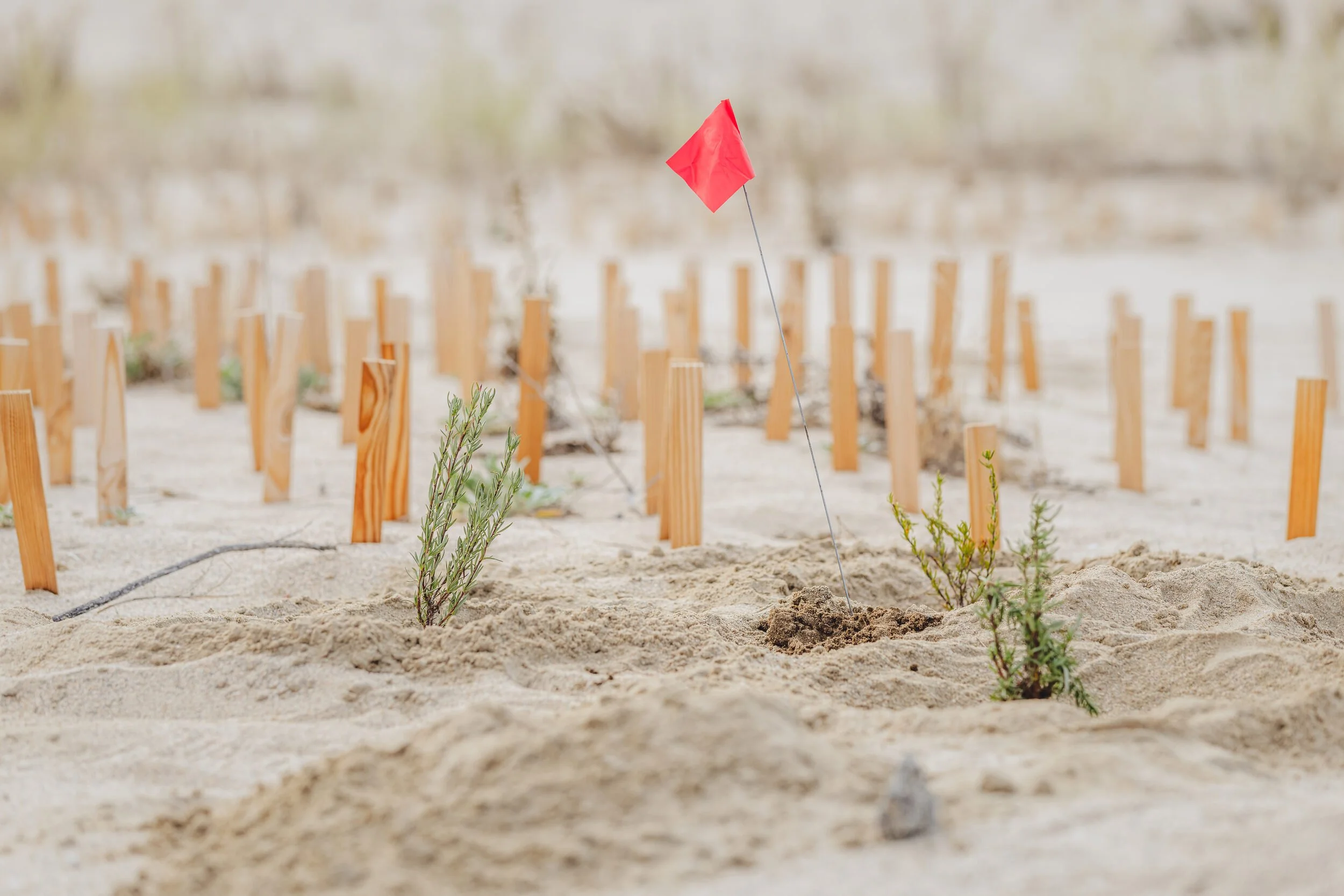New plantings take hold among the wooden shims in the Delhi Sands in Colton, CA. November 2025.