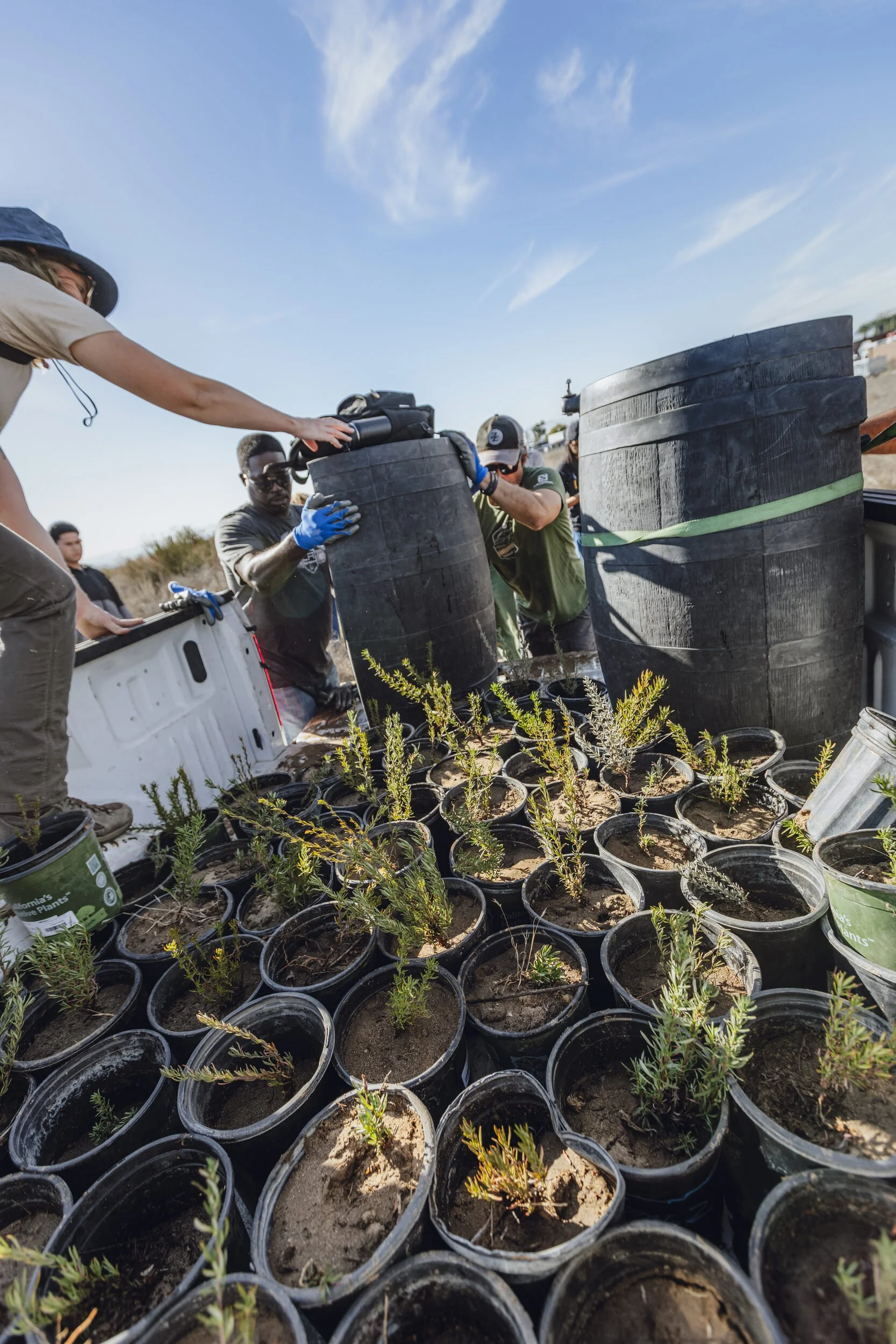 California buckwheat removed from an overgrown parcel is loaded onto a truck for transfer to another site. October 25, 2025.