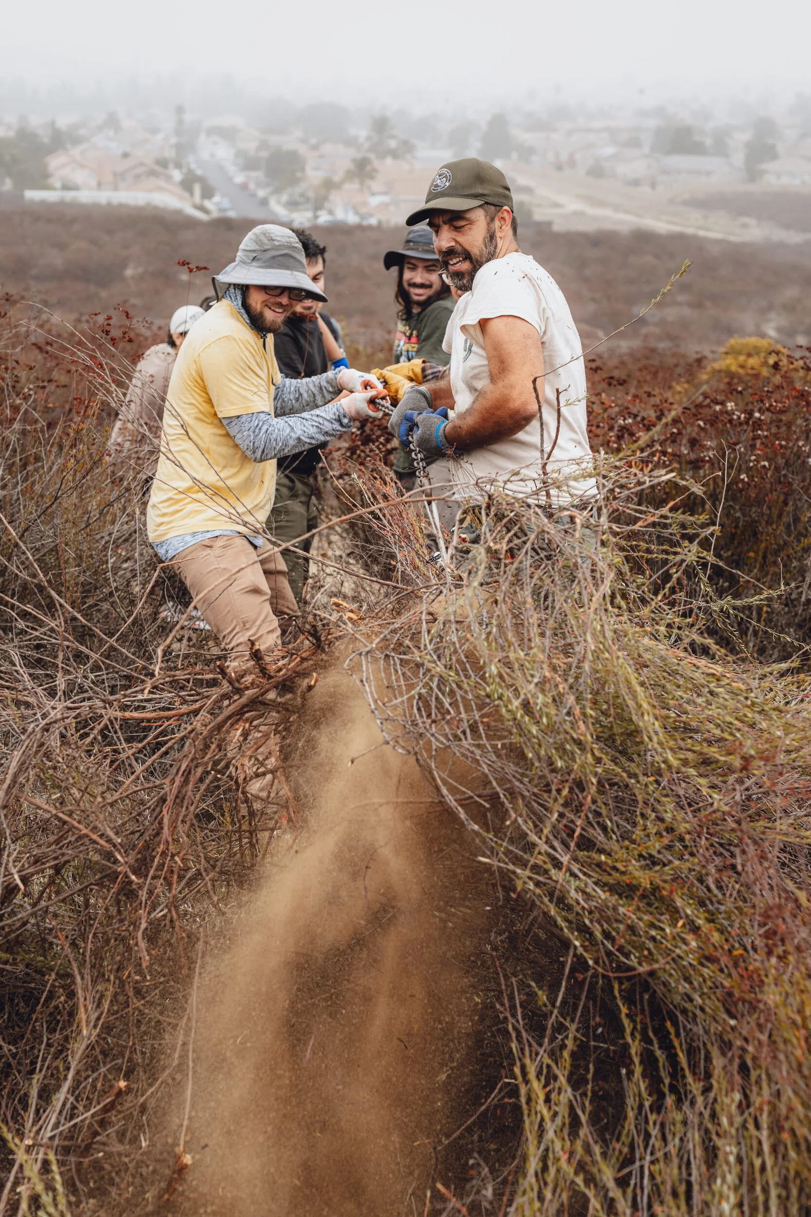 Riverside Parks staff and volunteers pull out and remove plants in areas that are overgrown. The Delhi Sands Flower-Loving Fly needs open sand areas to reproduce. October 25, 2025.