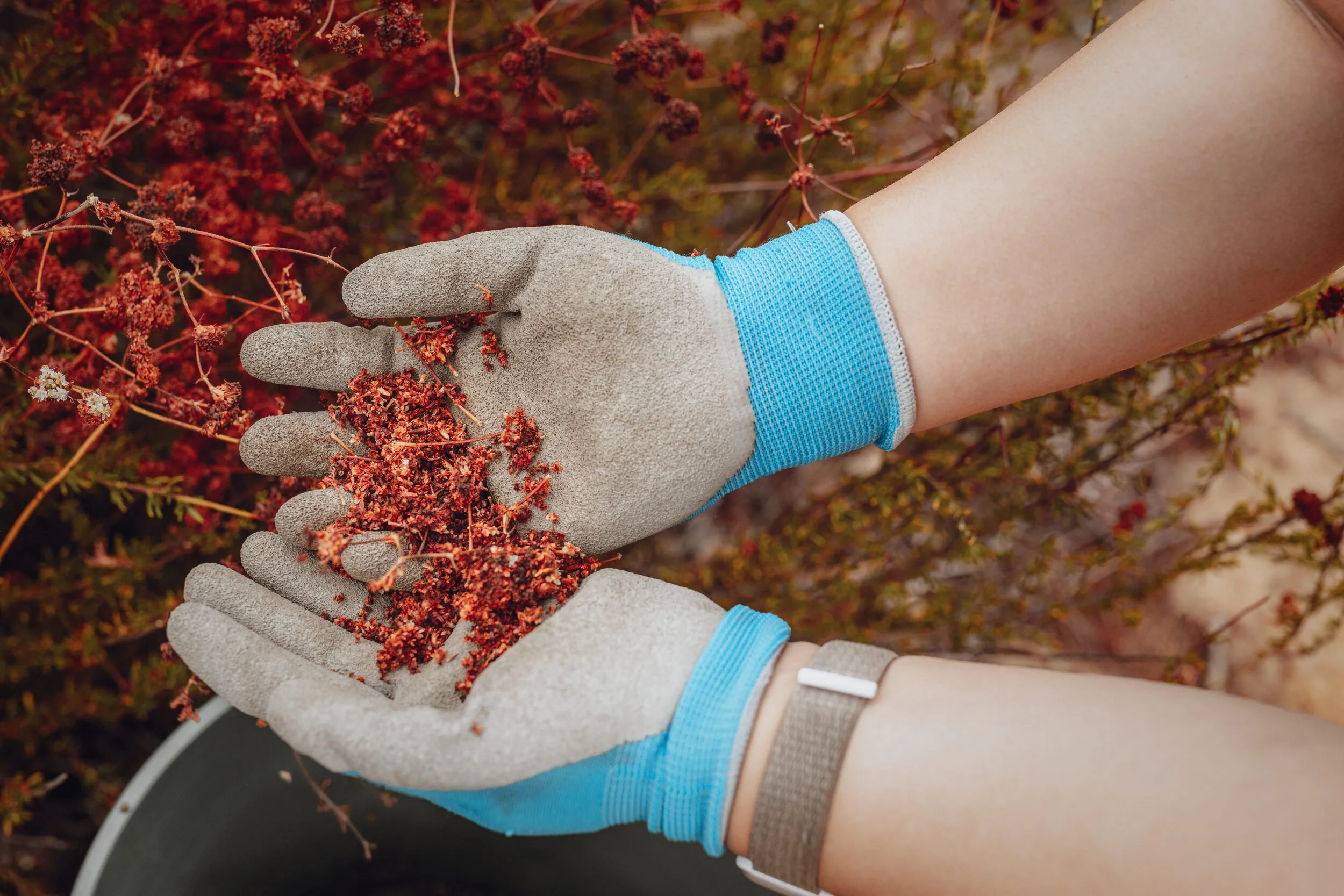 Angie Leon of Rivers and Lands Conservancy collects California buckwheat seed in Fontana, CA. October 25, 2025.