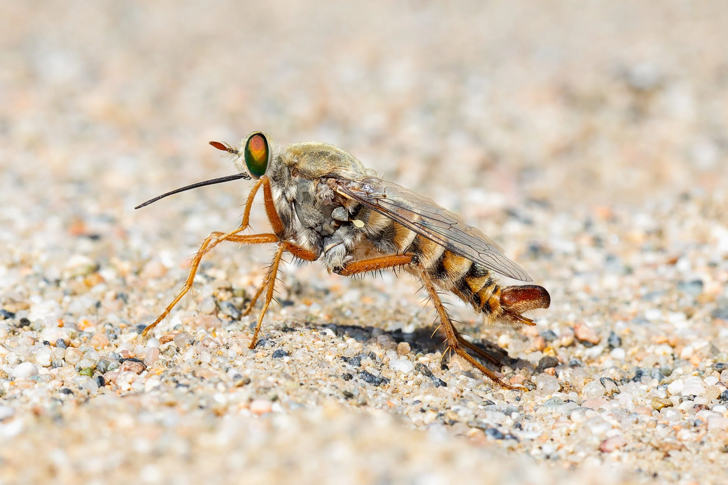 A male Delhi Sands flower-loving fly, identifiable by the clasper at the tip of his abdomen, sunbathes on open sand. July 2025.