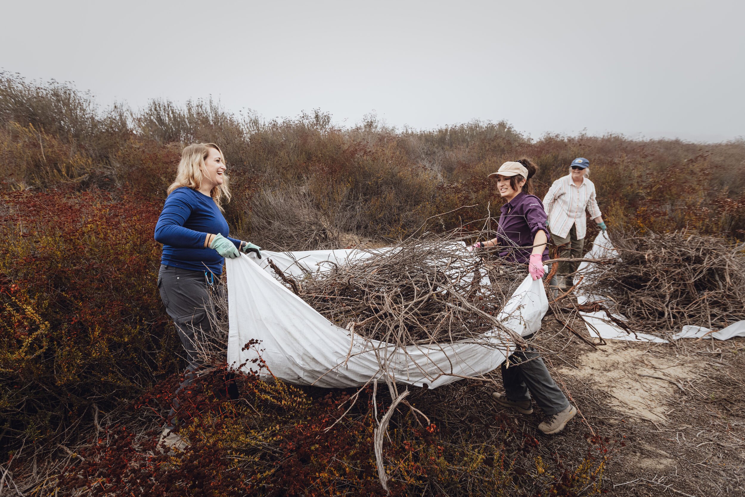 Volunteers clear dead vegetation from dune habitat in Fontana, CA, opening up the bare sand the Delhi Sands flower-loving fly depends on. October 25, 2025.