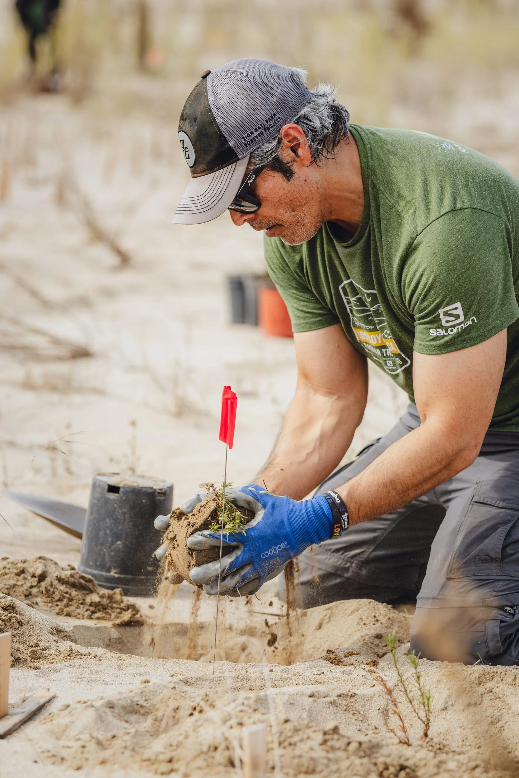 Felipe Galicia, professor of biology at Moreno Valley College, plants California buckwheat on a sand dune in Colton, CA. October 25, 2025.