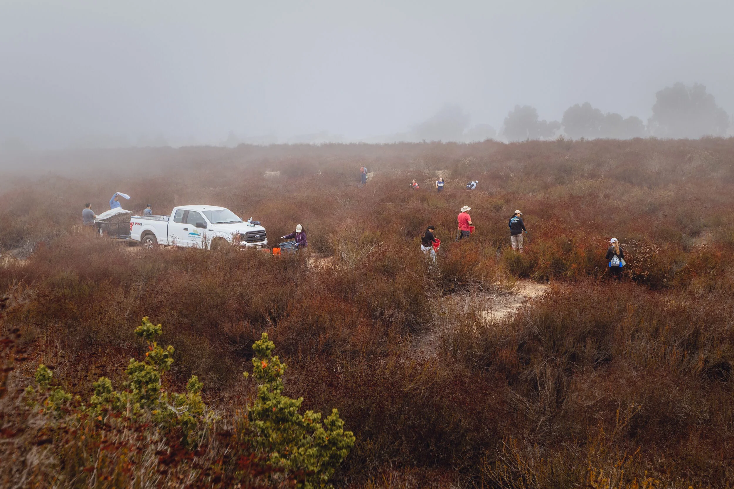 Rivers and Lands Conservancy staff and volunteers collect California buckwheat seed in Fontana, CA, to spread across areas with low vegetation. October 25, 2025.