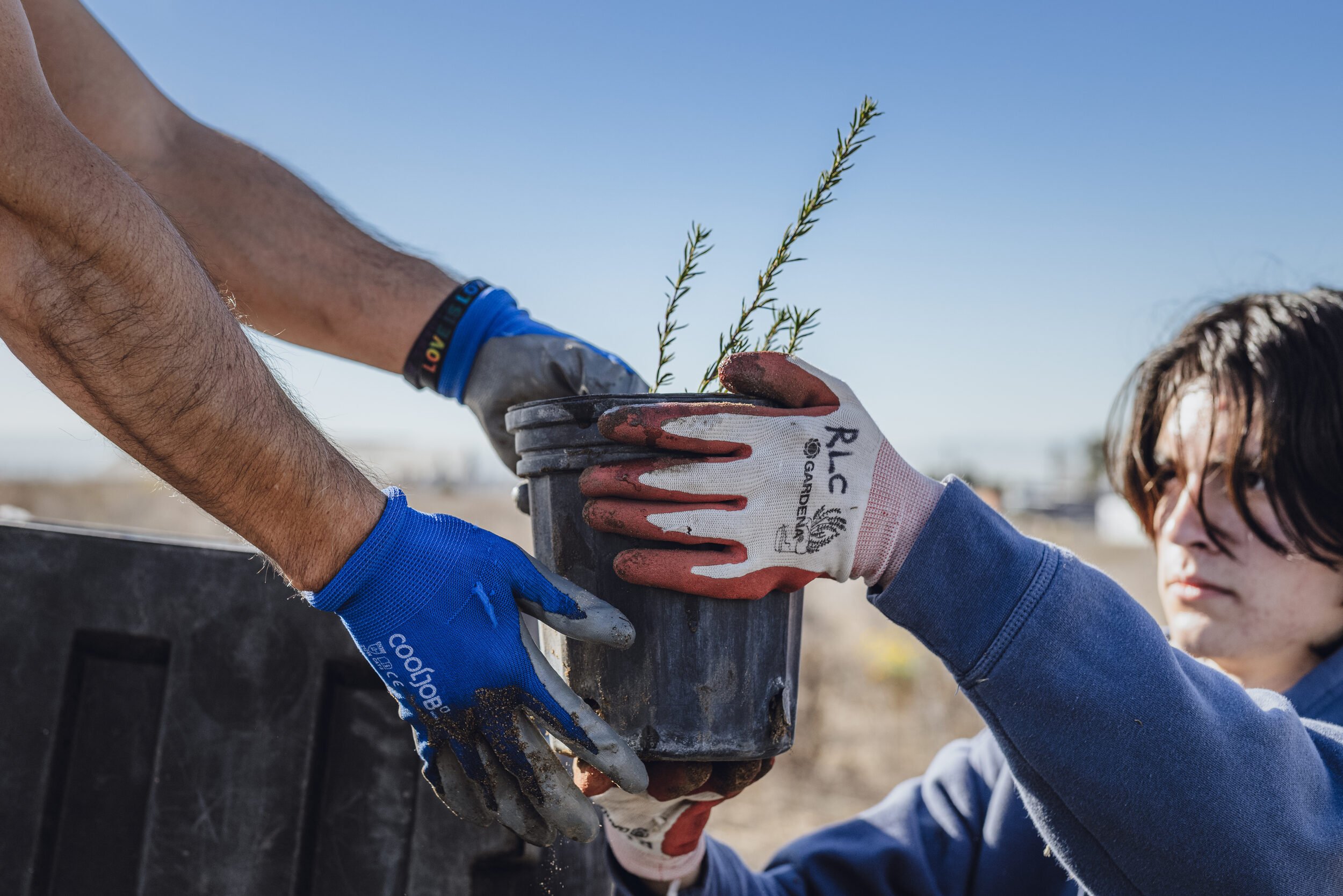 A student volunteer from Moreno Valley College hands a pot of recently collected California buckwheat to his professor to load onto the truck. Colton, CA, October 25, 2025.