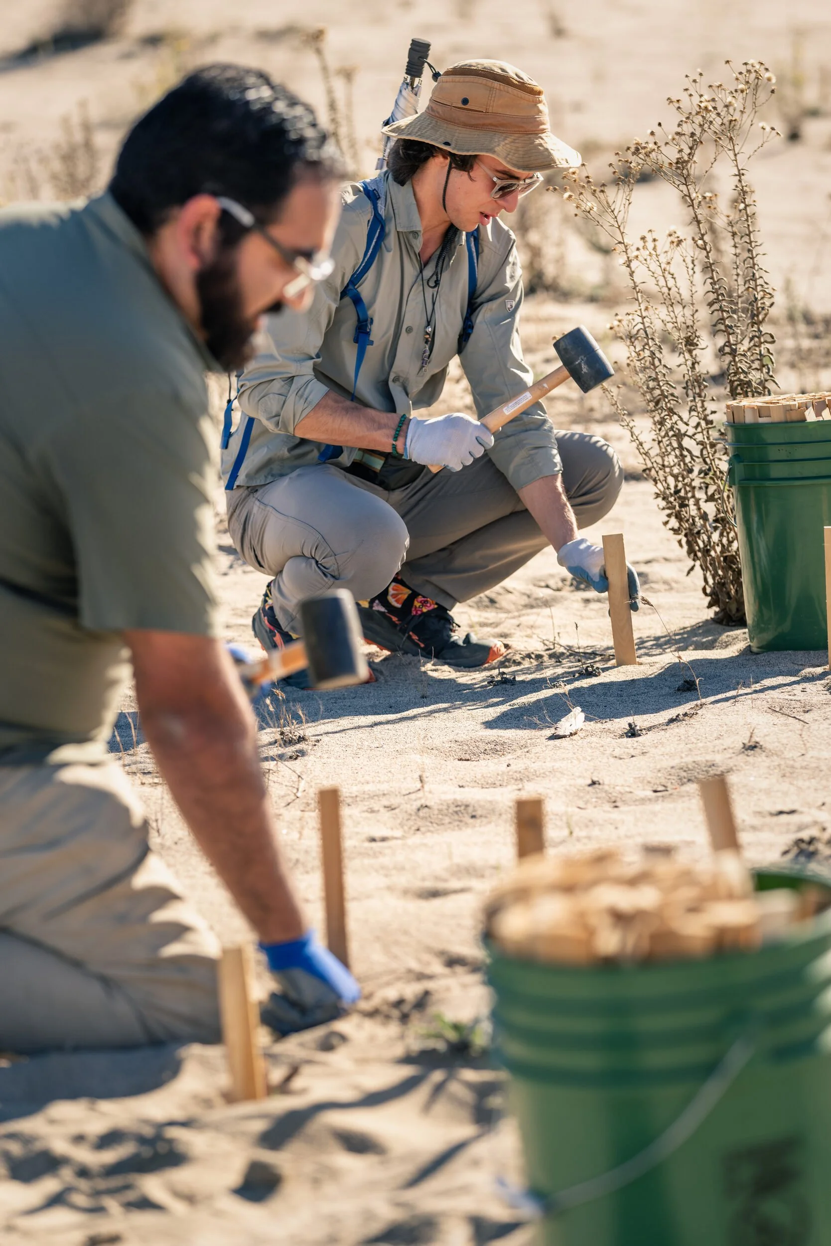 Michael Viramontes, Stewardship Manager at Rivers and Lands Conservancy and a volunteer hammer wooden shims into the sand to stabilize the dune in Colton, CA. November 7, 2025. 