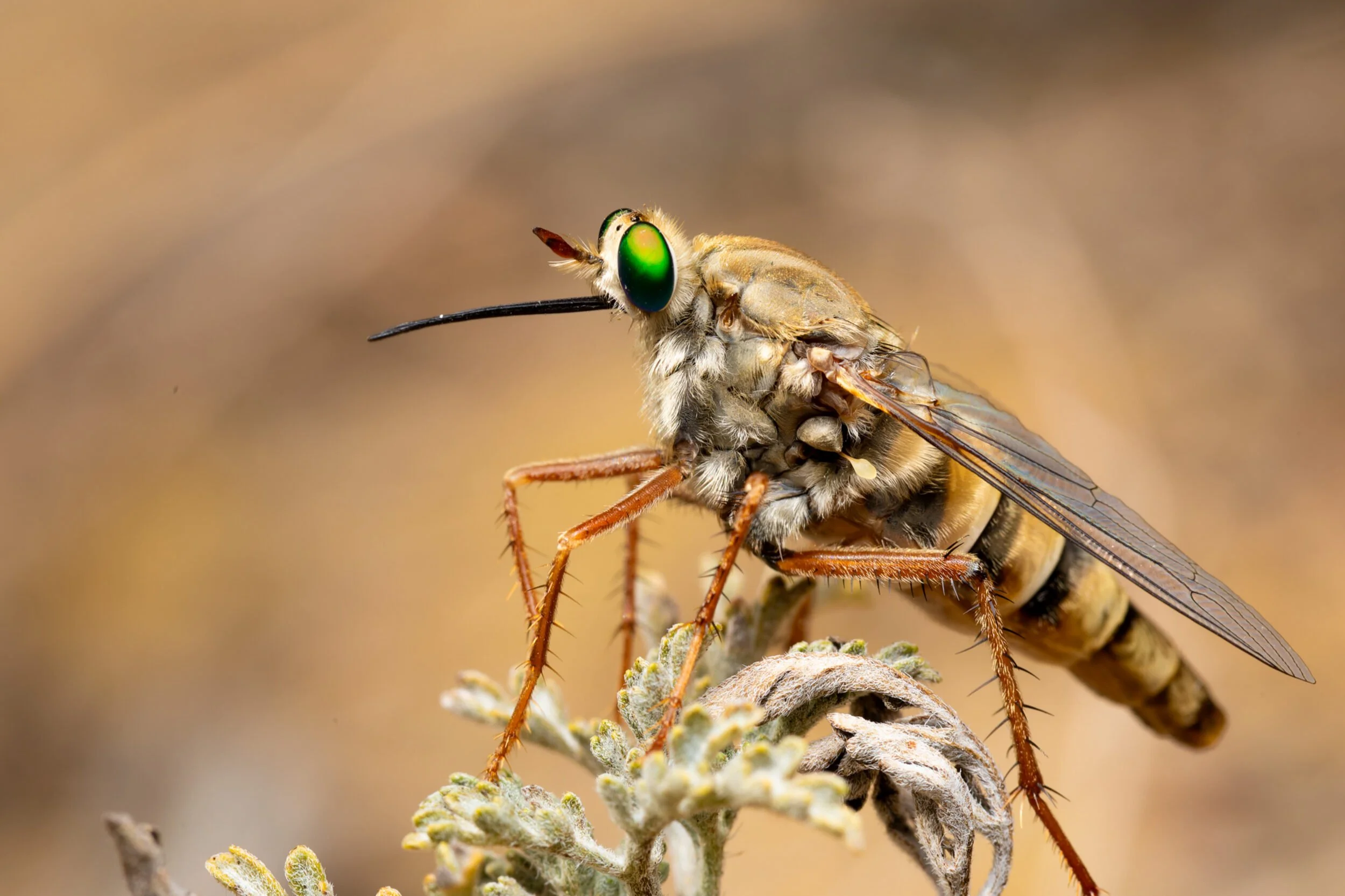 A female Delhi Sands flower-loving fly rests on telegraph weed. Adults are visible only during a short summer flight season. July 2025.