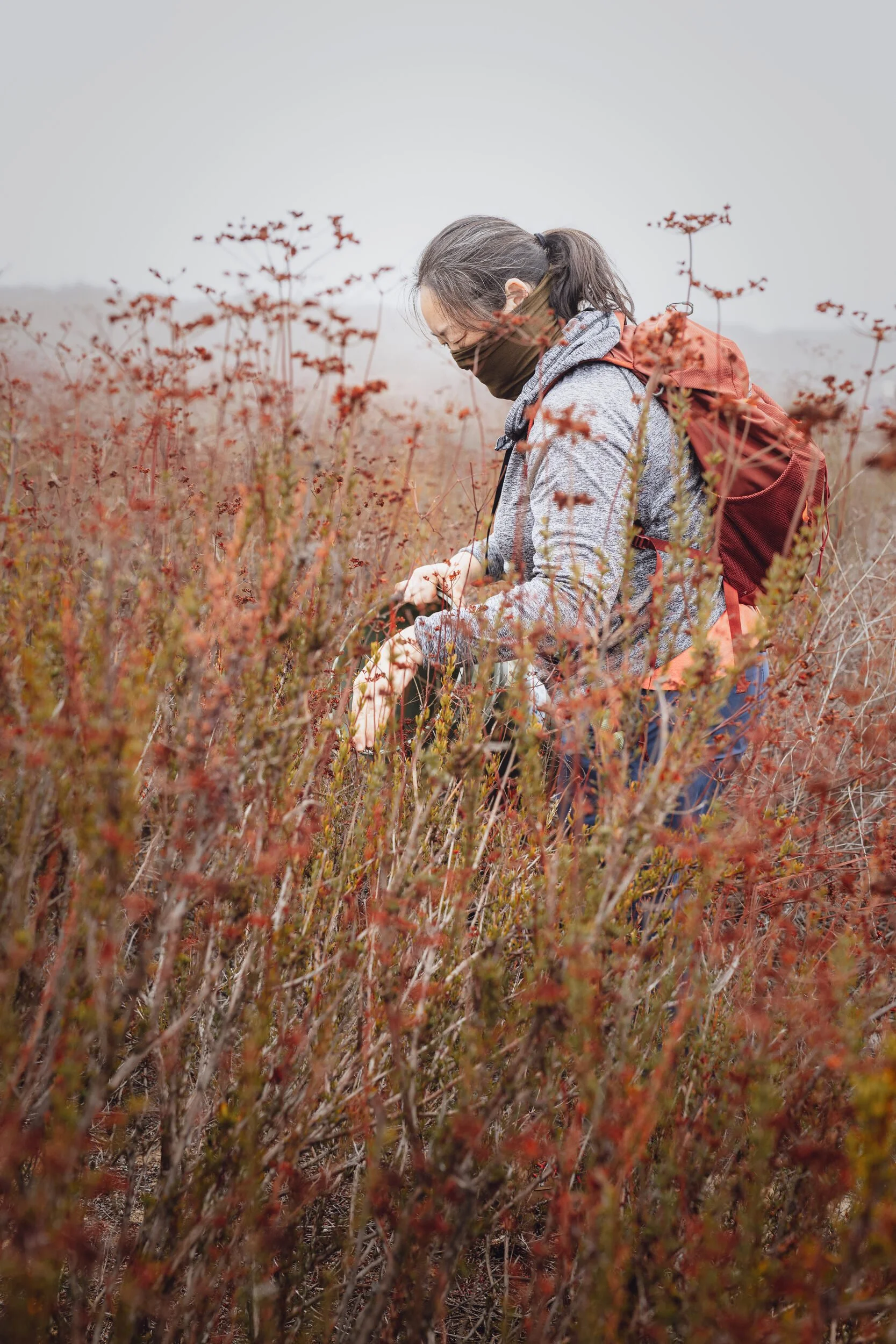 A volunteer collects California buckwheat seed in Fontana, CA. October 25, 2025.
