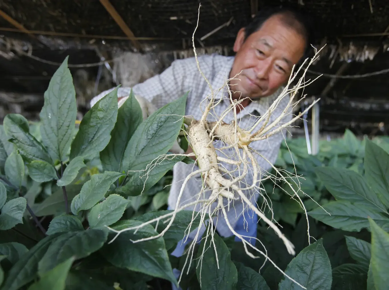 La culture traditionnelle du ginseng à Geumsam