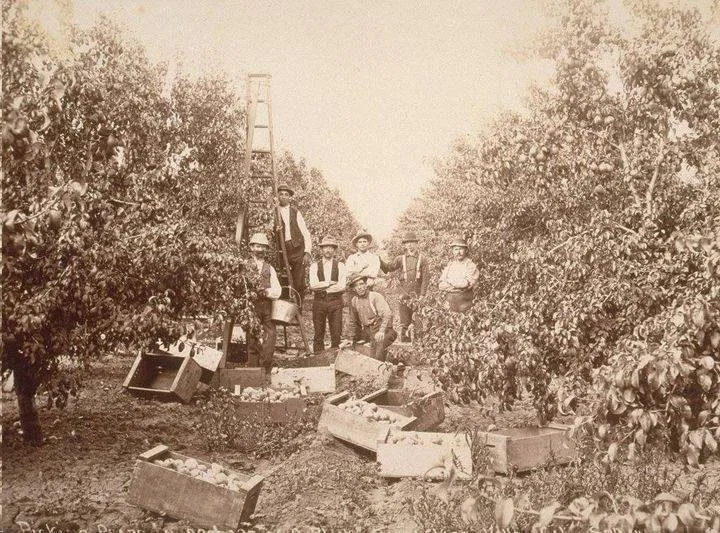 La disparition des vergers de la Silicon Valley