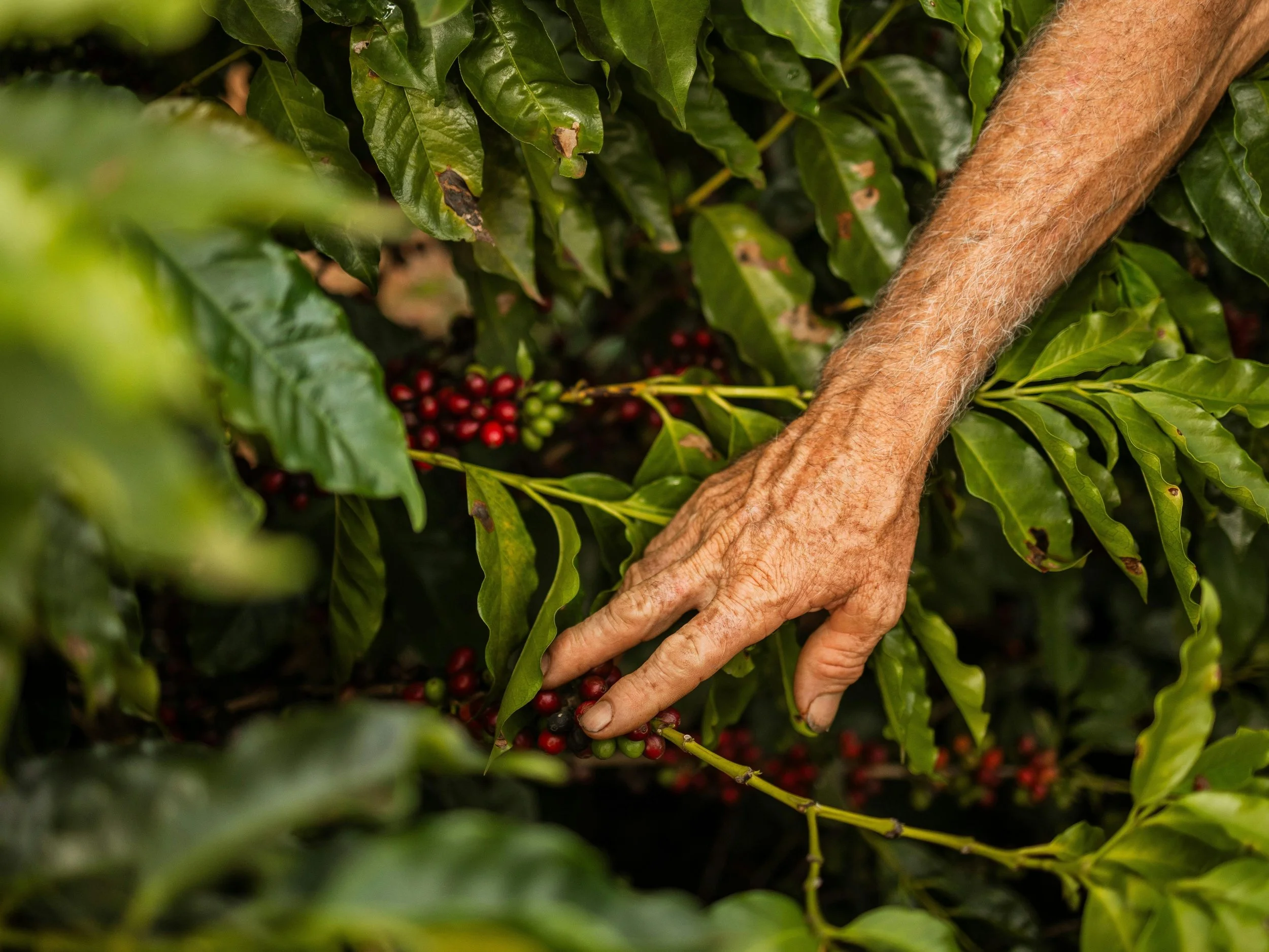 Ethnobotanique - Derrière le mot, des mondes de savoirs