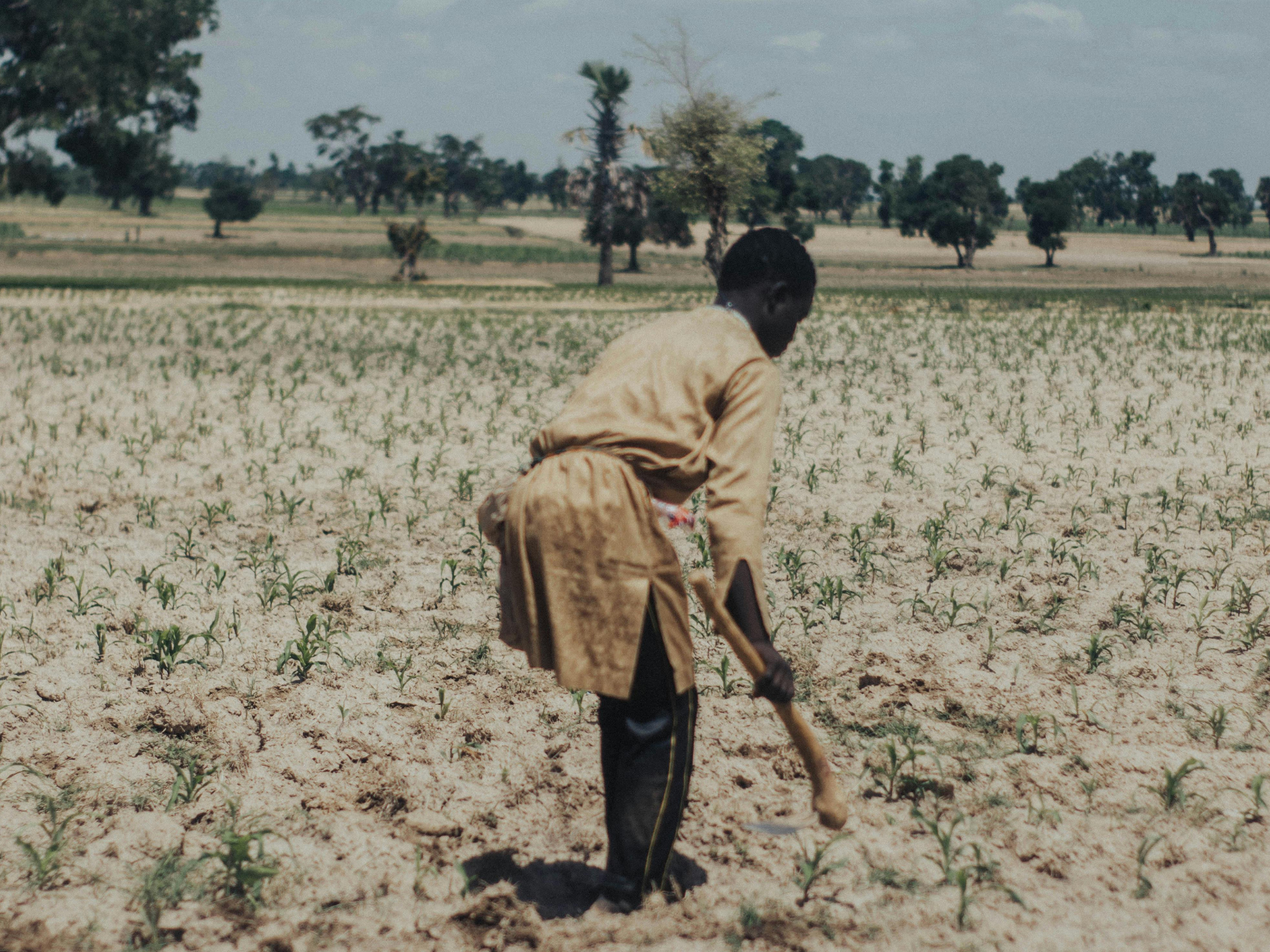 Dry farming : nommer sans réduire les agricultures de la rareté