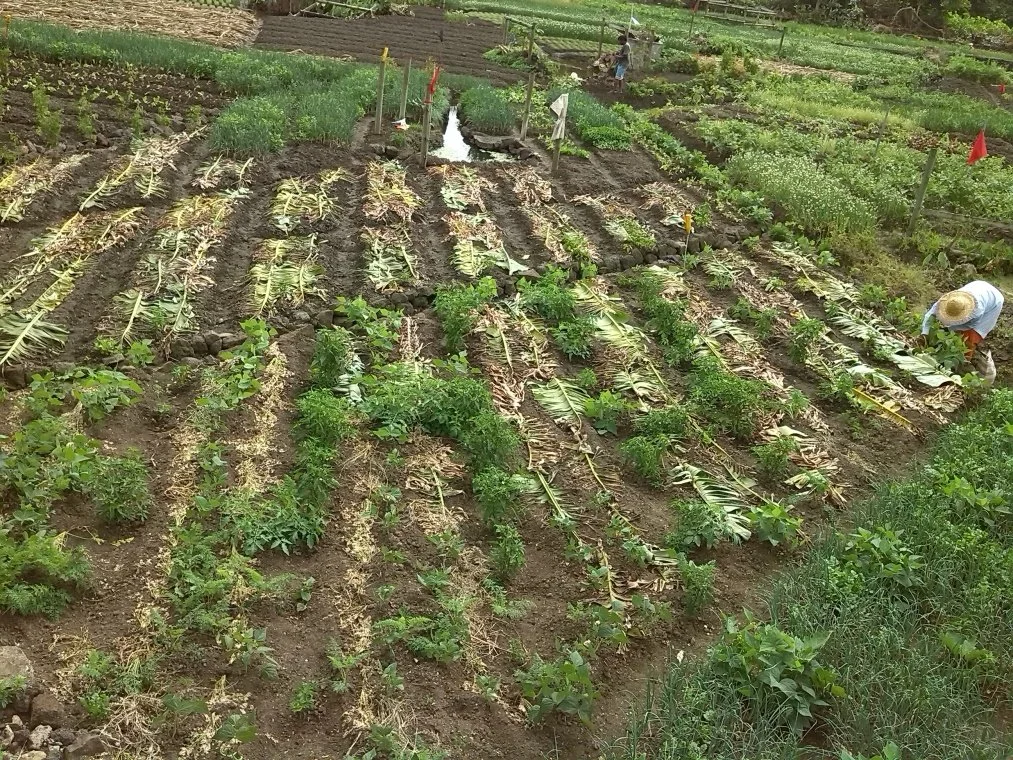 Lire les têtards : savoirs traditionnels dans l'agriculture mauricienne
