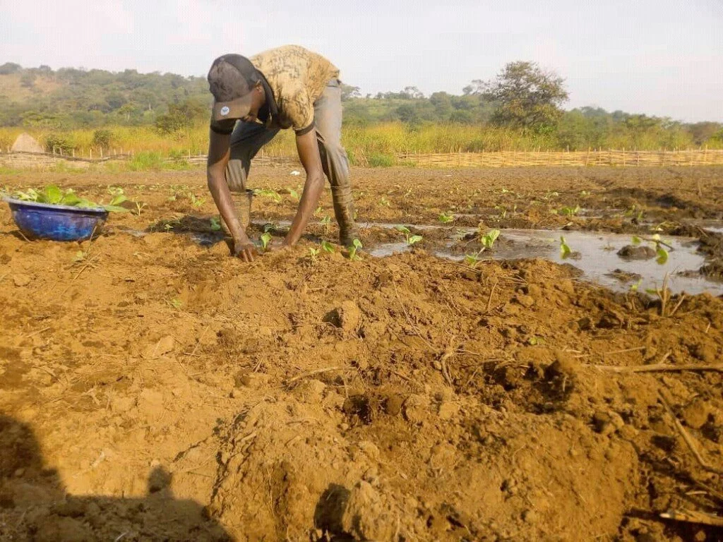 Irrigation dans les champs en Guinée Conakry
