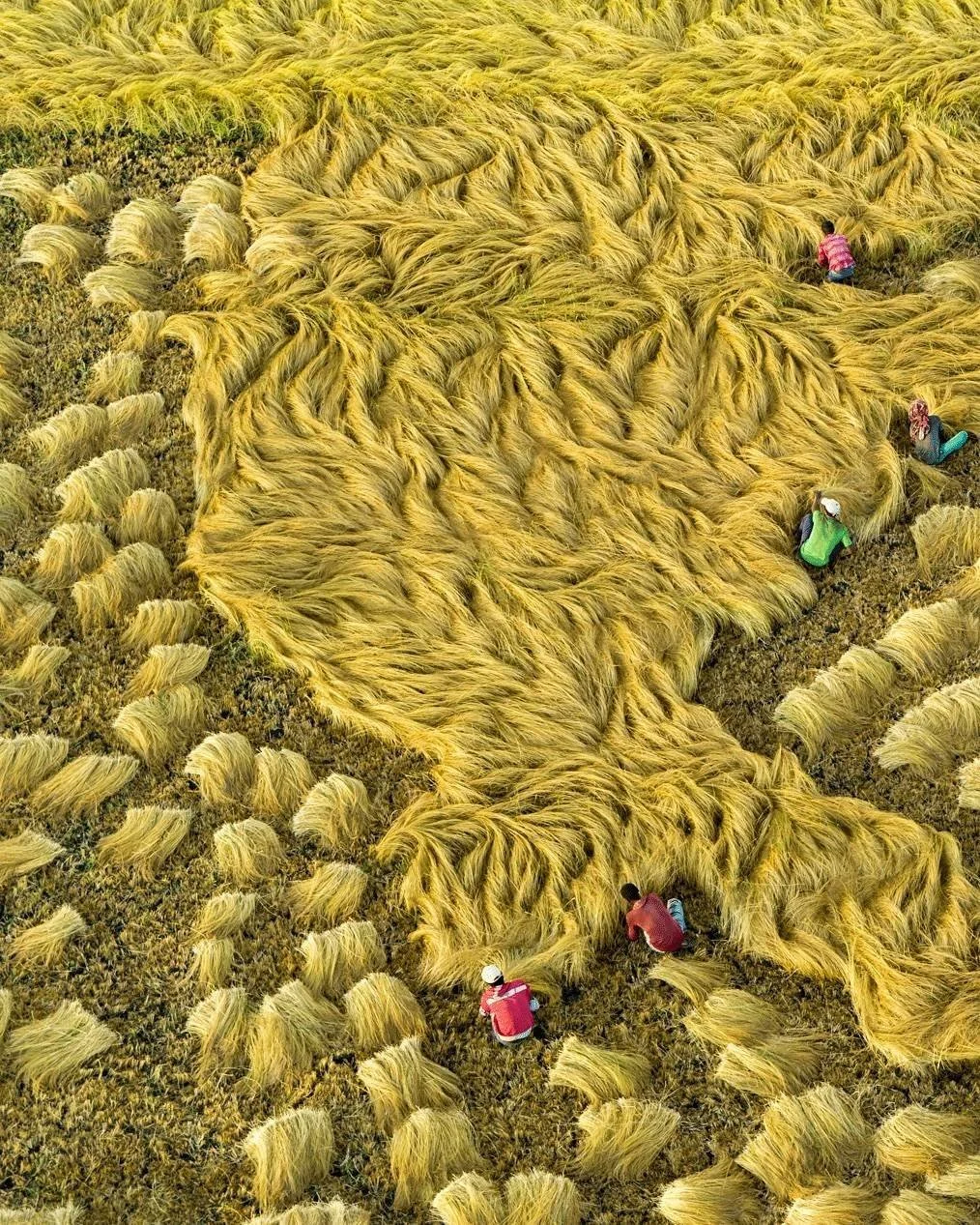 Champ de riz en or avec plusieurs personnes en train de récolter dans les champs.