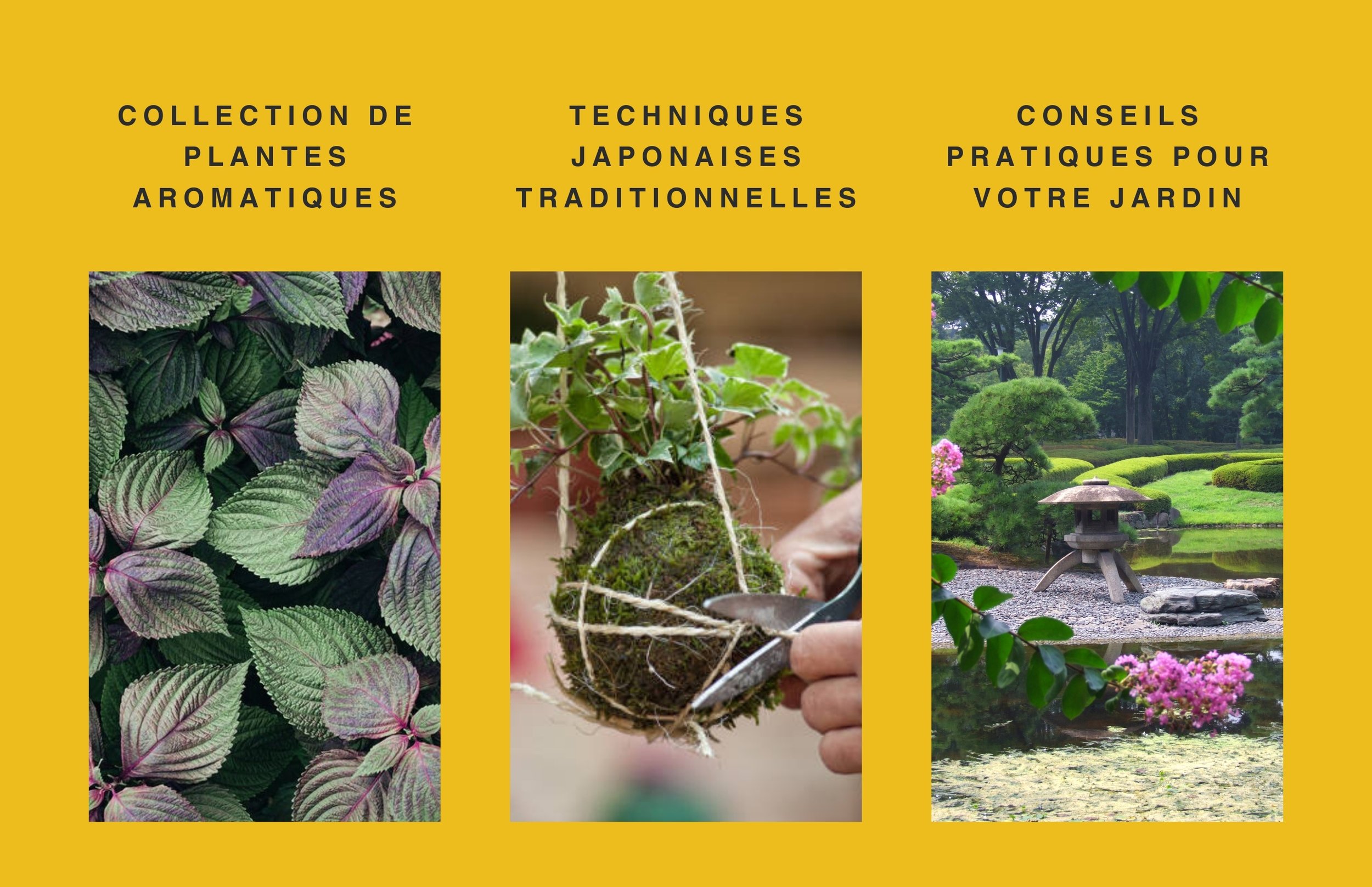 votre jardin botanique japonais étape par étape
