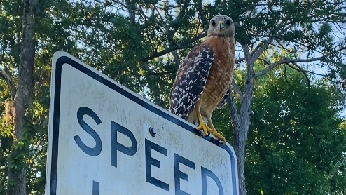 (A different hawk, but same type as the one that attacked me.)