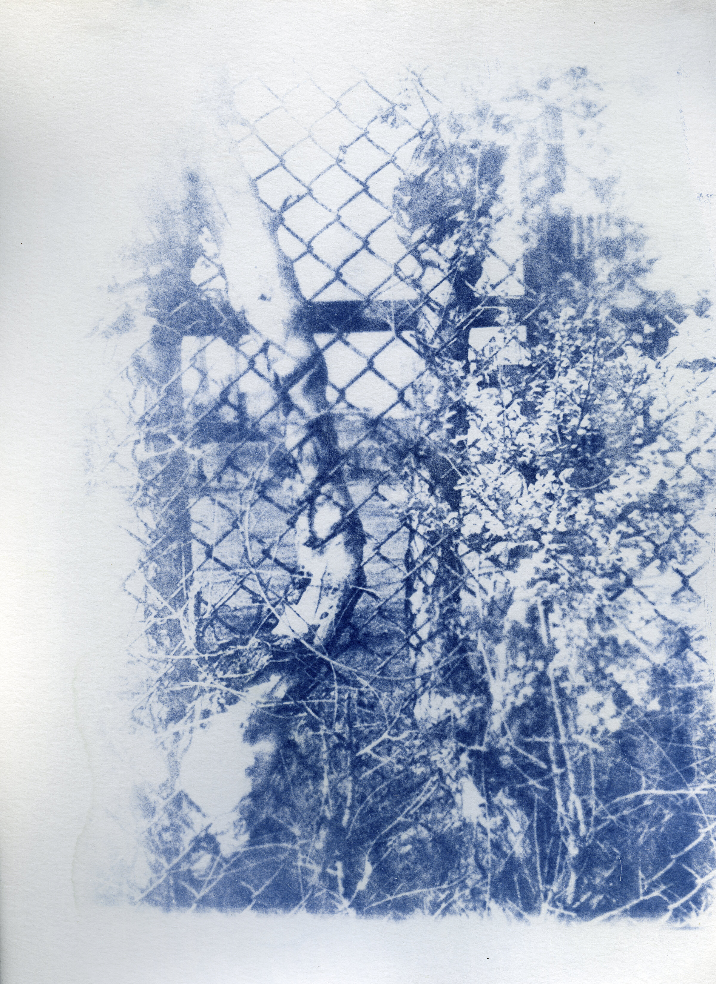 tree stuck in fence and wire edit .jpg