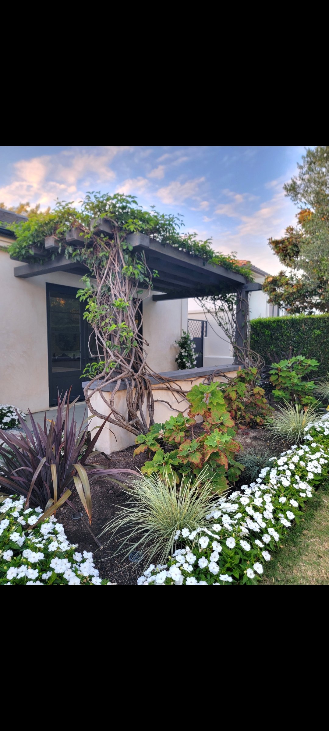 Residential planting design with layered shrubs and vine-covered structure
