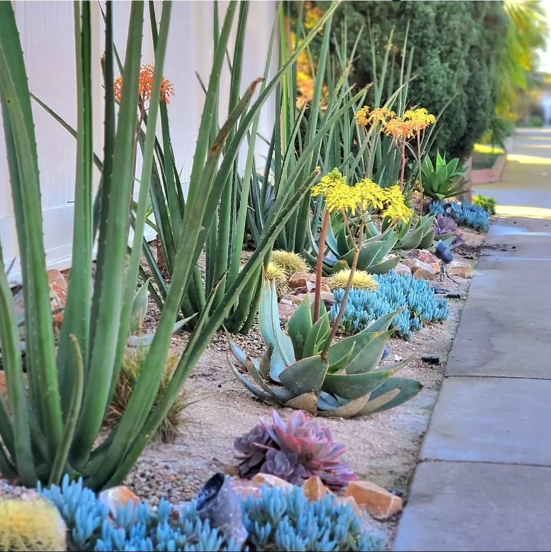 Drought-tolerant succulent planting design along residential walkway