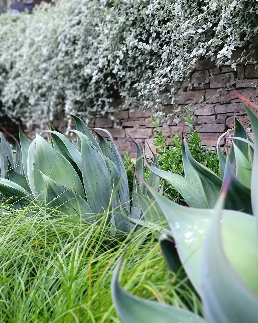 Curated planting design with agave and ornamental grasses