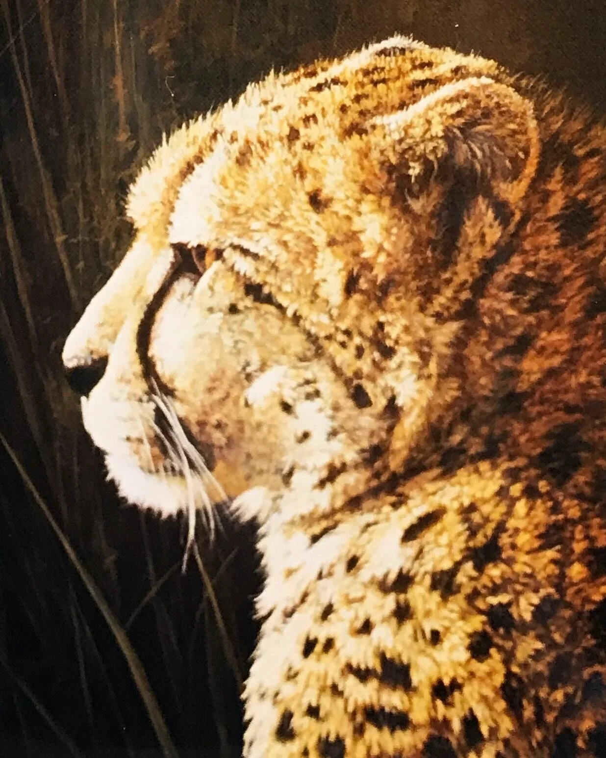 “Cincinnati Zoo Cheetah” by Keith Klein 12x9 acrylic on canvas#cheetah#painting#wildlifeart#wildlife#artoninstagram#instaart#instaartwork#cincinnatiartgalleries#livingartist#americanartcollector#buylivingartists#kentuckyartist#feline#feli