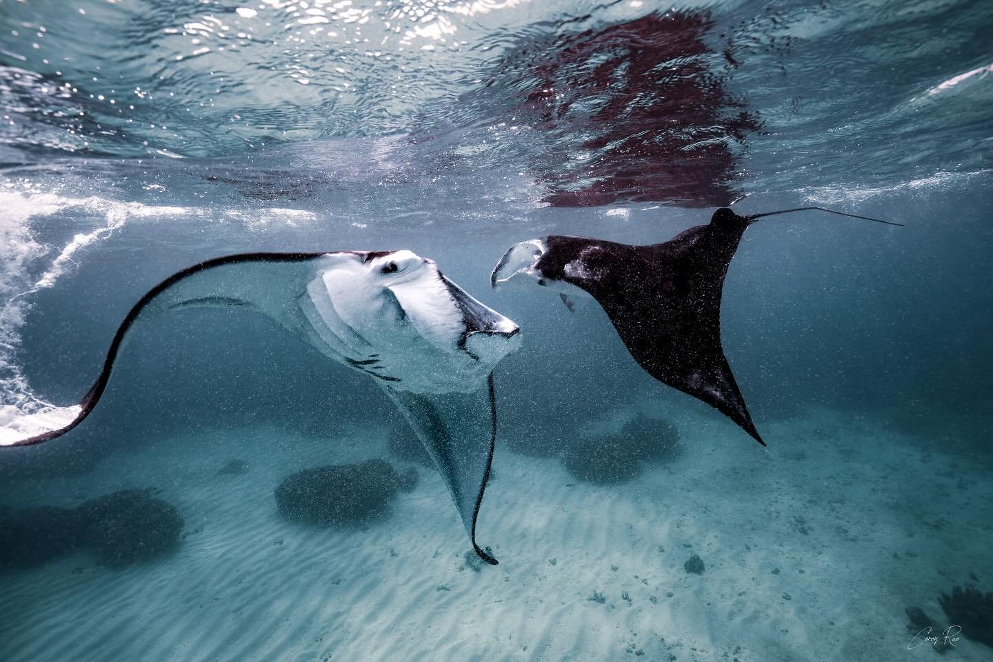 Thanks to the hard work of The Next Swell grant winner, @coreyray__ and others, three coastal areas around Oʻahu — Kāneʻohe Bay, Pūpūkea, and Kahe Point — have recently been designated as Important Shark and Ray Areas (ISRAs), based in p