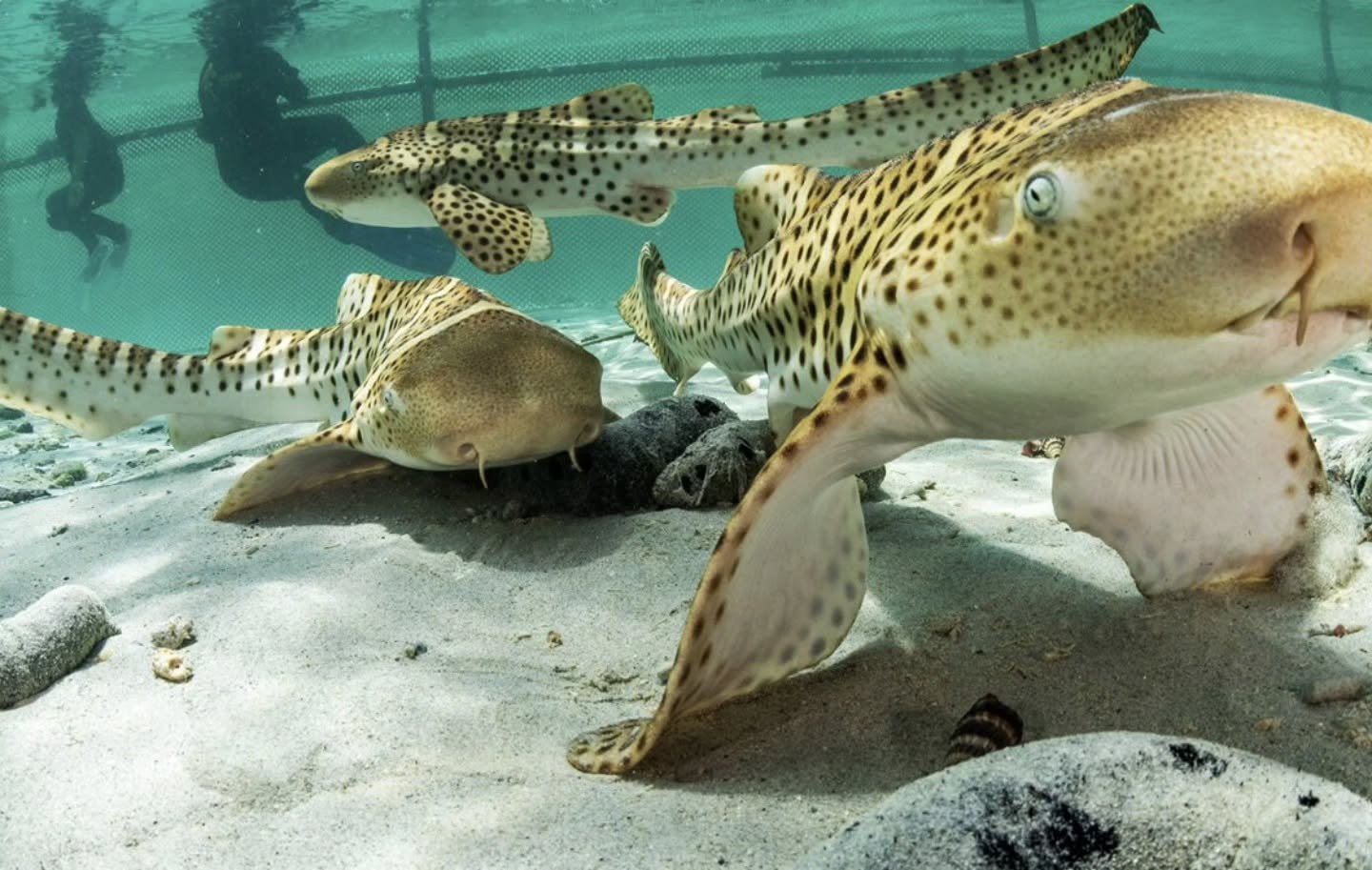 Twenty years ago, Thailand’s ๐น๐ญ coastal waters were teeming with tan-colored bamboo sharks (Chiloscyllium punctatum) — easily recognized by their dark bands and cat-like whiskers ๐พ. But now, due to overfishing and habitat loss, their n