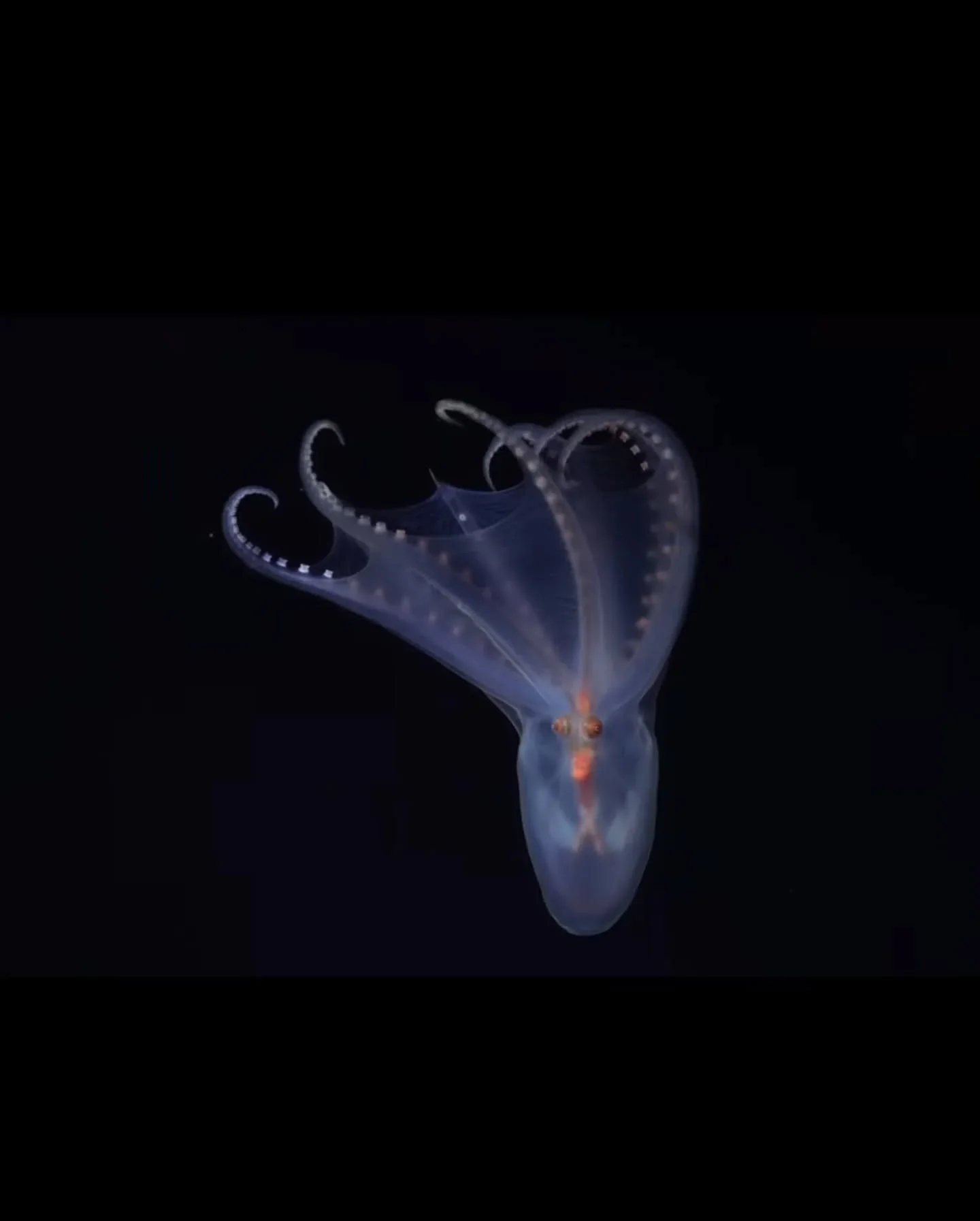 An Argentinian-led expedition of the Mar del Plata Canyon by the Schmidt Ocean Institute's Remote Operated Vehicle SuBastian over 21 days captured the attention of almost 4 million people and may have discovered 40 new species of marine organisms!