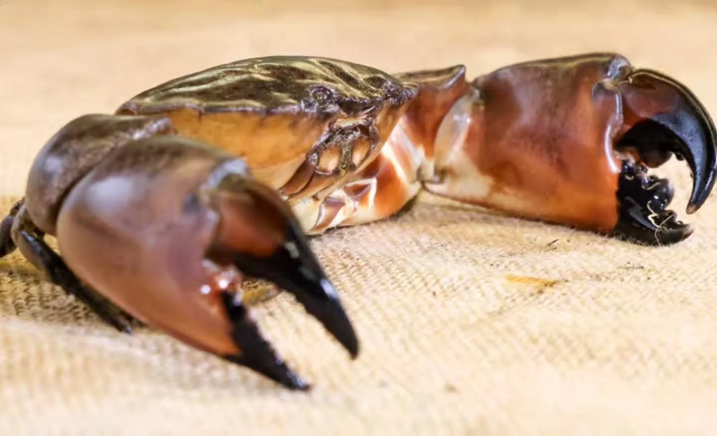 There has been a rare and exciting observation recently — stone crabs have been spotted in the Chesapeake Bay! ๐ง These crabs are typically found in warmer southern waters, like Florida and the Gulf of Mexico, so seeing them as far north as the