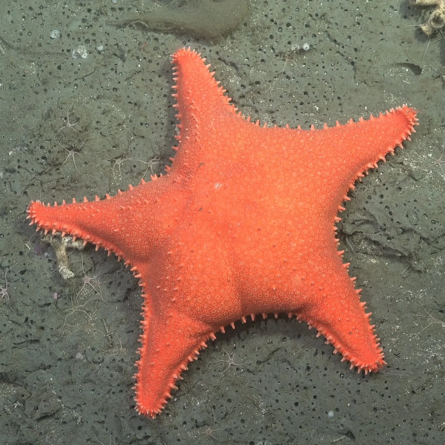 Argentina’s ๐ฆ๐ท Mar del Plata Submarine Canyon has revealed over 40 species that may be entirely new to science, during a recent expedition with the ROV SuBastian ๐ค from the Schmidt Ocean Institute. Dives reached depths beyond 3,500 meters&md