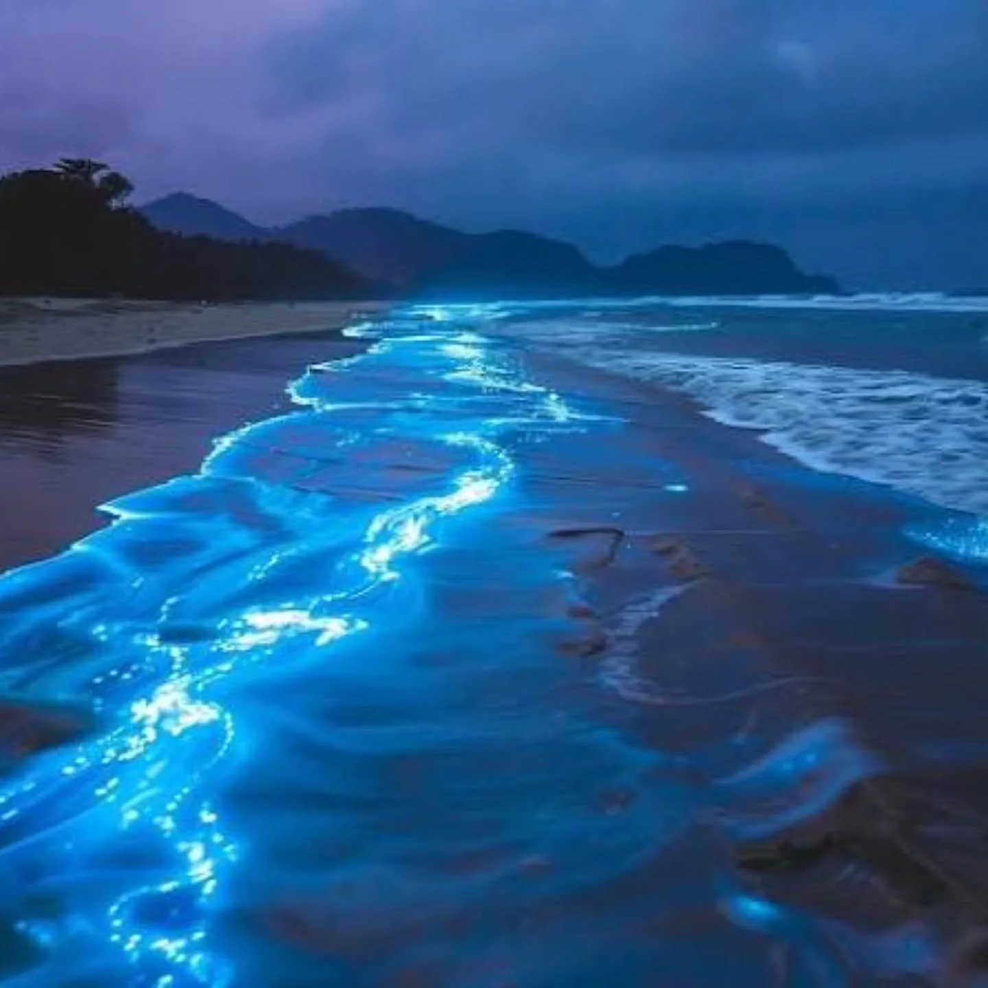 Here's the answer to a question we received through "Ask a Marine Biologist" at the Tyler Childers concert!
โจ What causes bioluminescence? ๐
Deep in the sea, and sometimes on land, some living creatures generate light from within through
